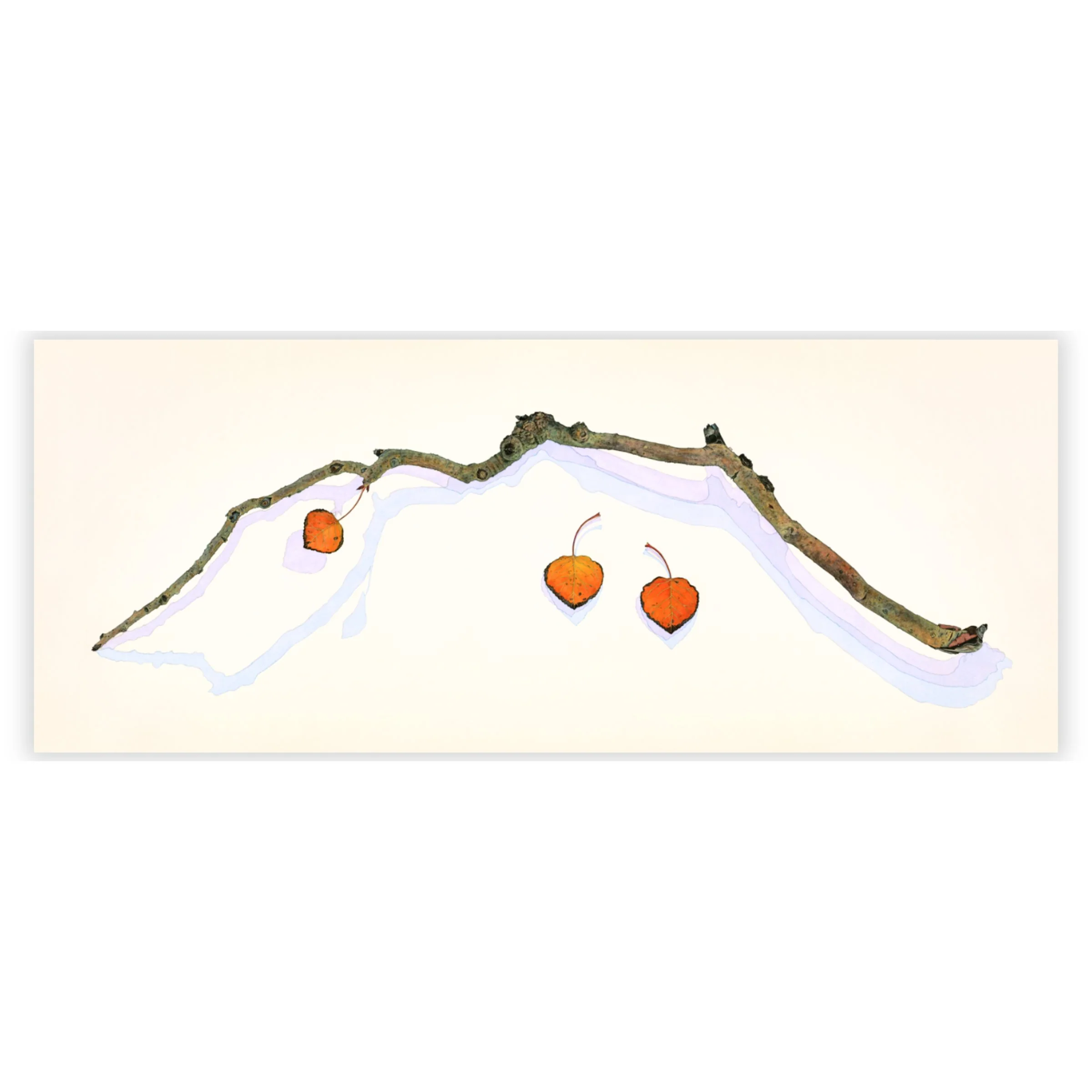 Aspen Branch with Three Leaves