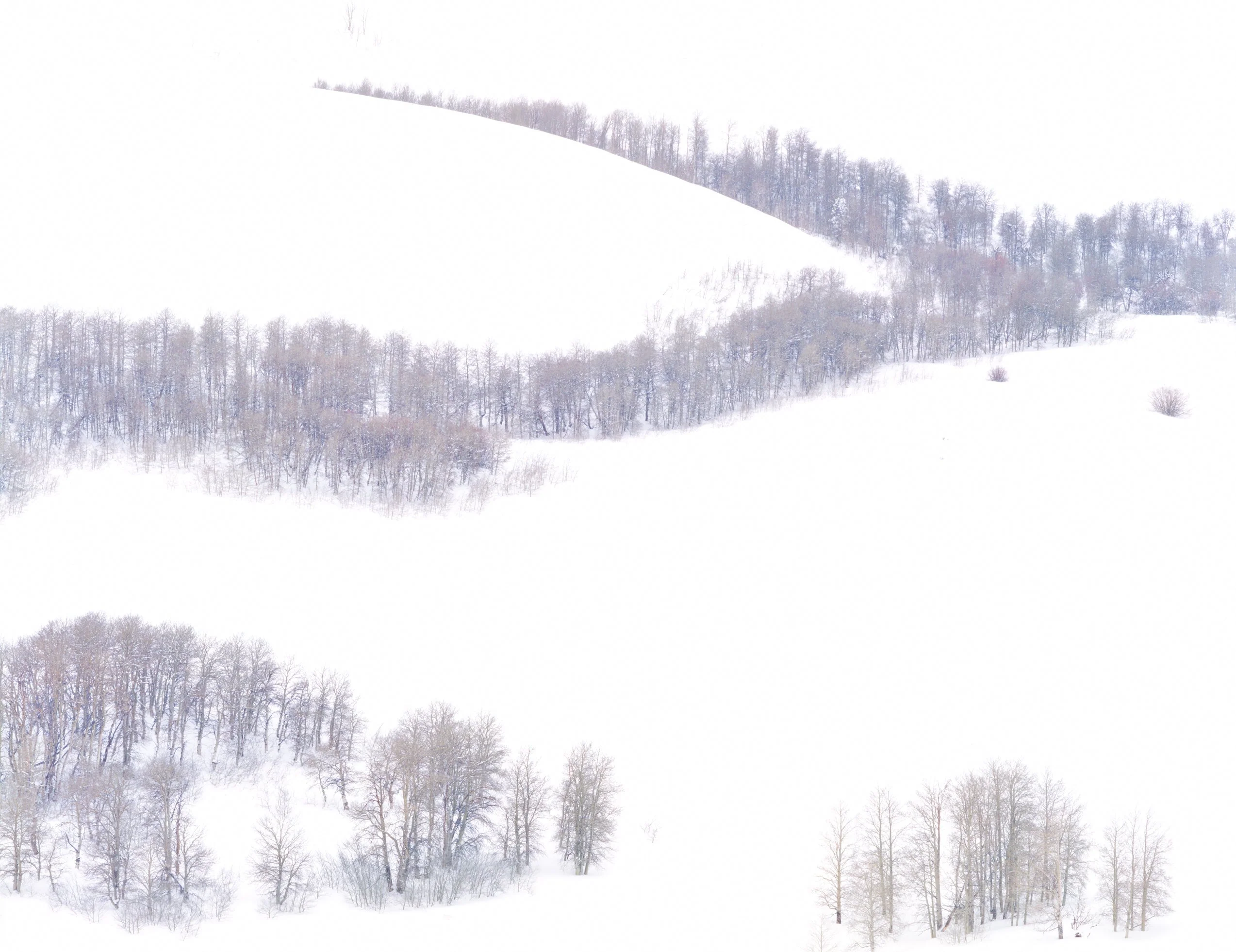 Aspen in Snow, Conway Summit, Mono County CA