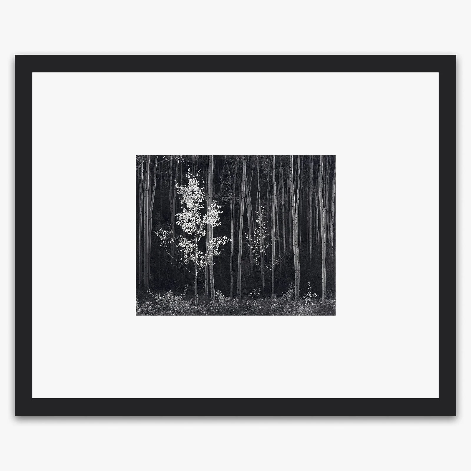 Aspens, Northern New Mexico (H) - Image 3