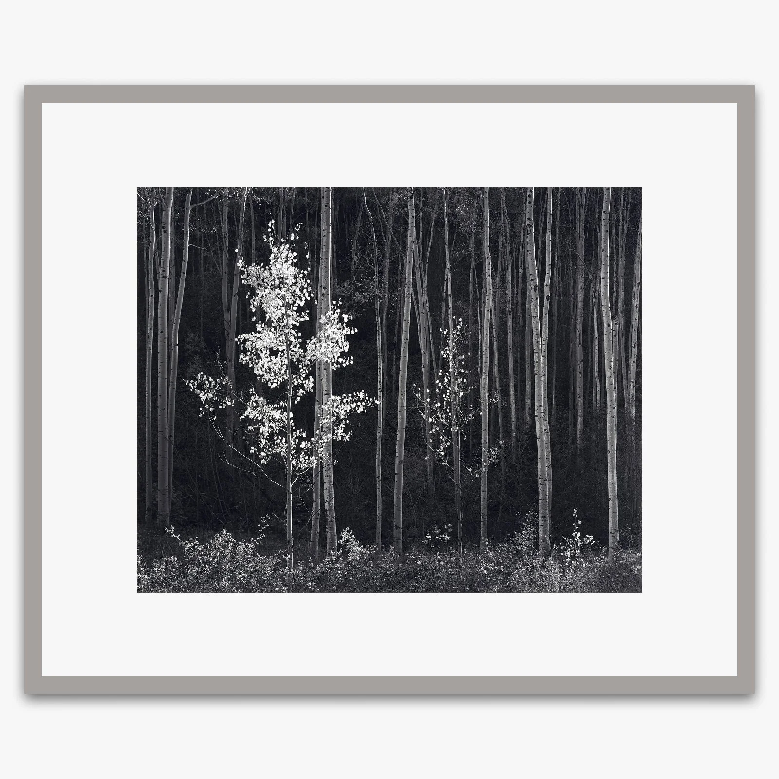 Aspens, Northern New Mexico (H) - Image 4