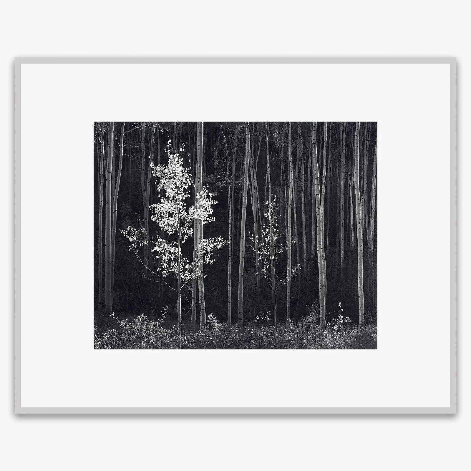 Aspens, Northern New Mexico (H) - Image 5