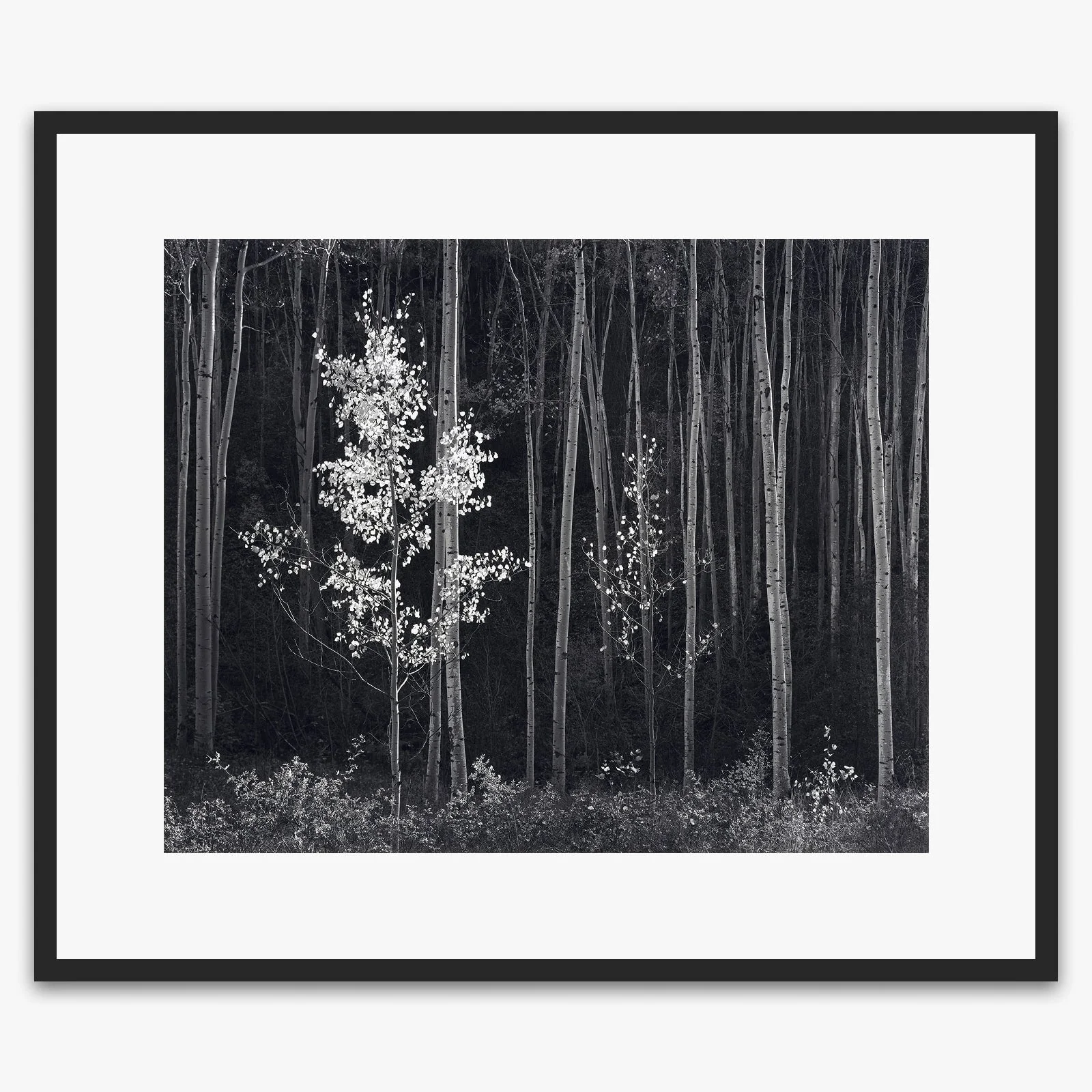 Aspens, Northern New Mexico (H) - Image 6