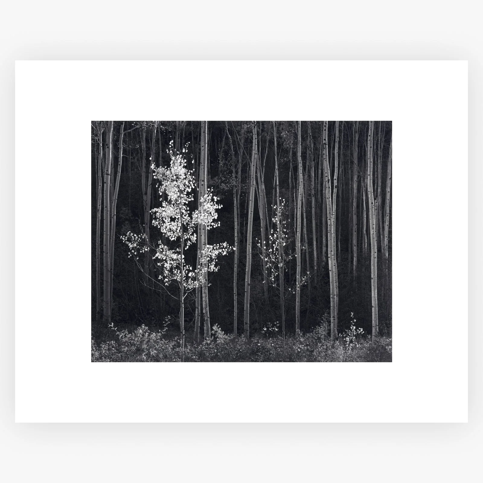 Aspens, Northern New Mexico (H) - Image 7