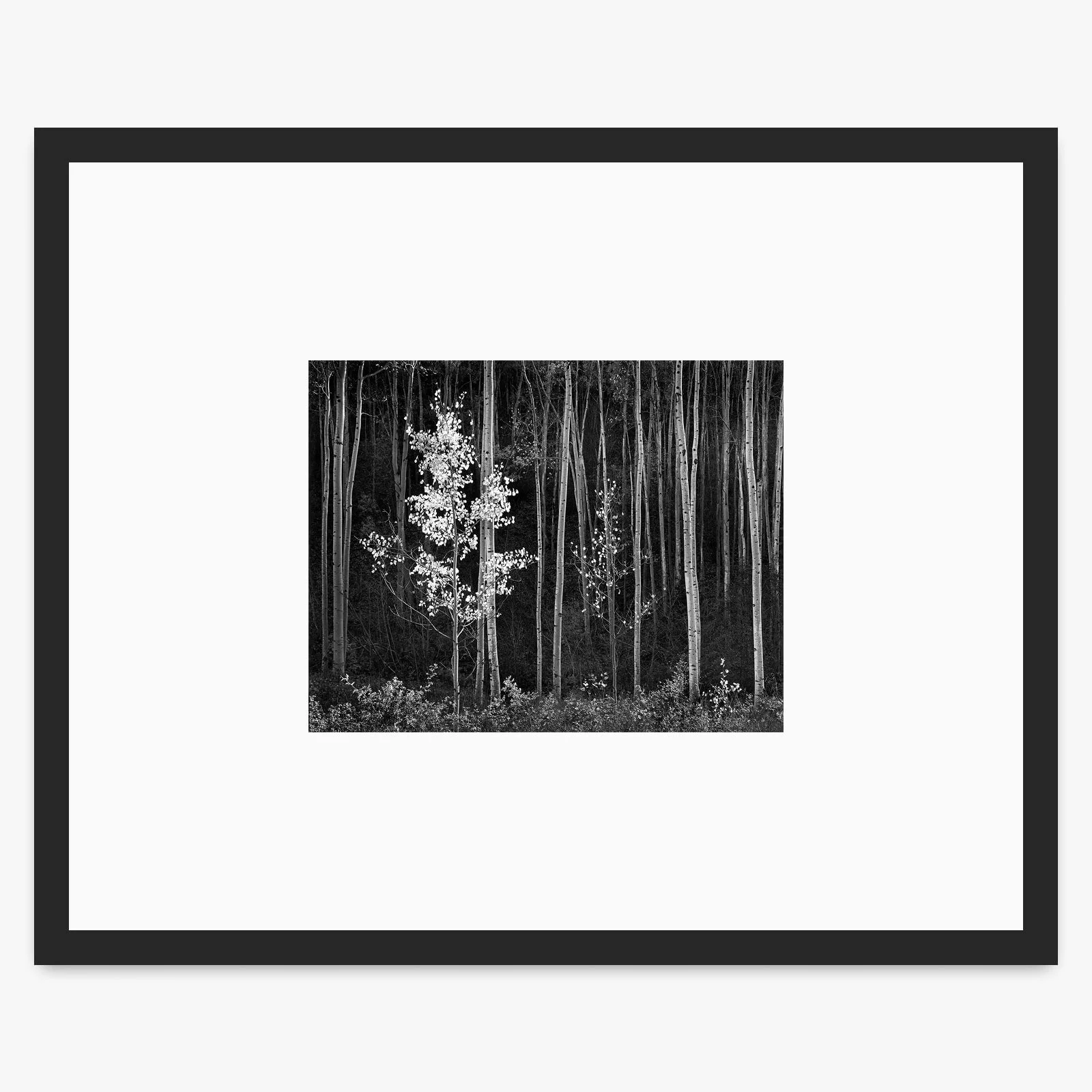 Aspens (Horizontal) - Image 3