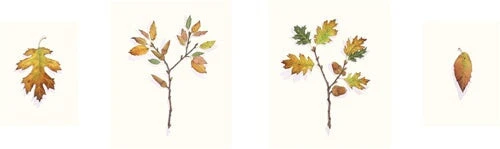 Autumn Oaks: Black and Interior Live Oaks - Image 2