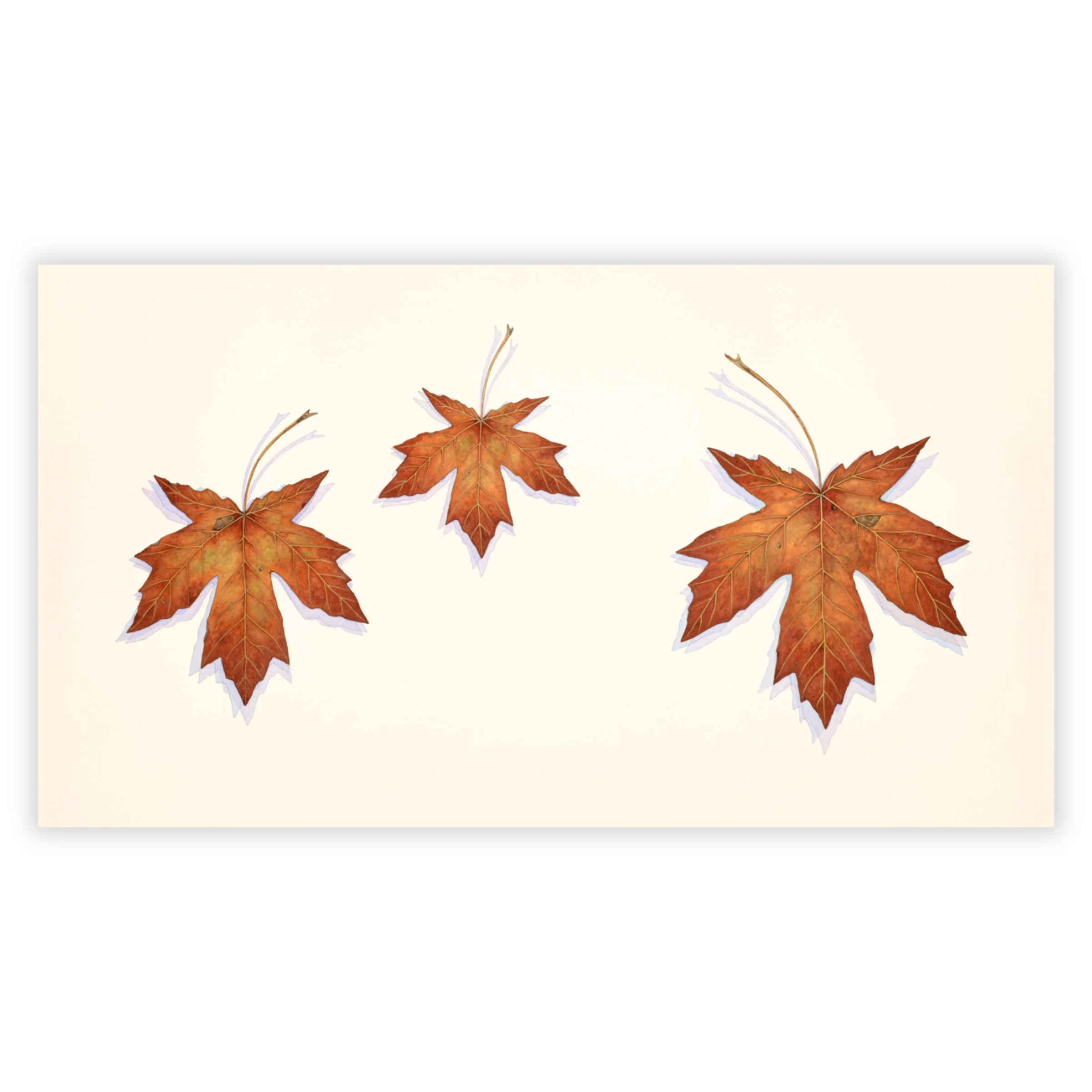 Big Maple Leaf Trio