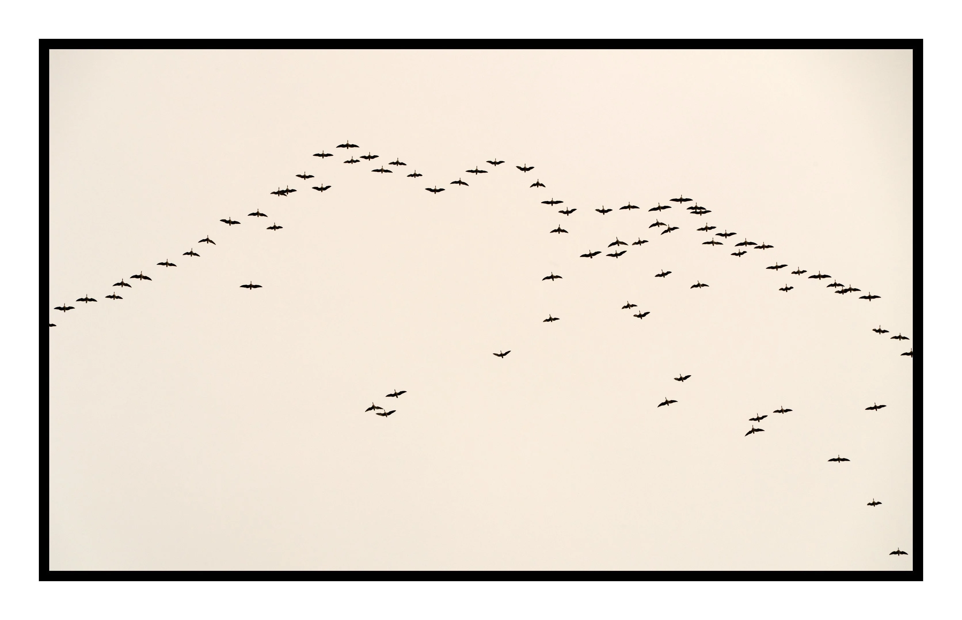 Birds in Flight, Faroe Islands, 2018