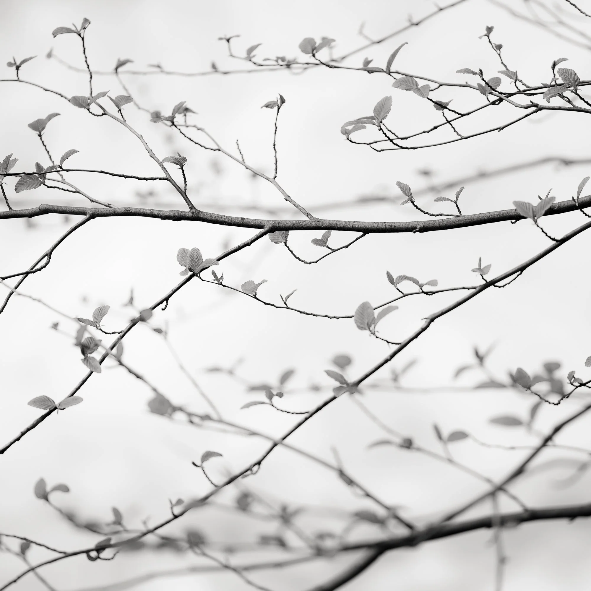 Branch Detail, Yosemite, California, 2019