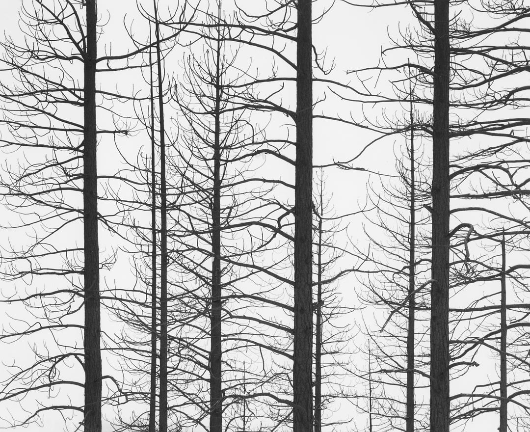 Burned Trees, Snow, Yosemite National Park, CA 1991