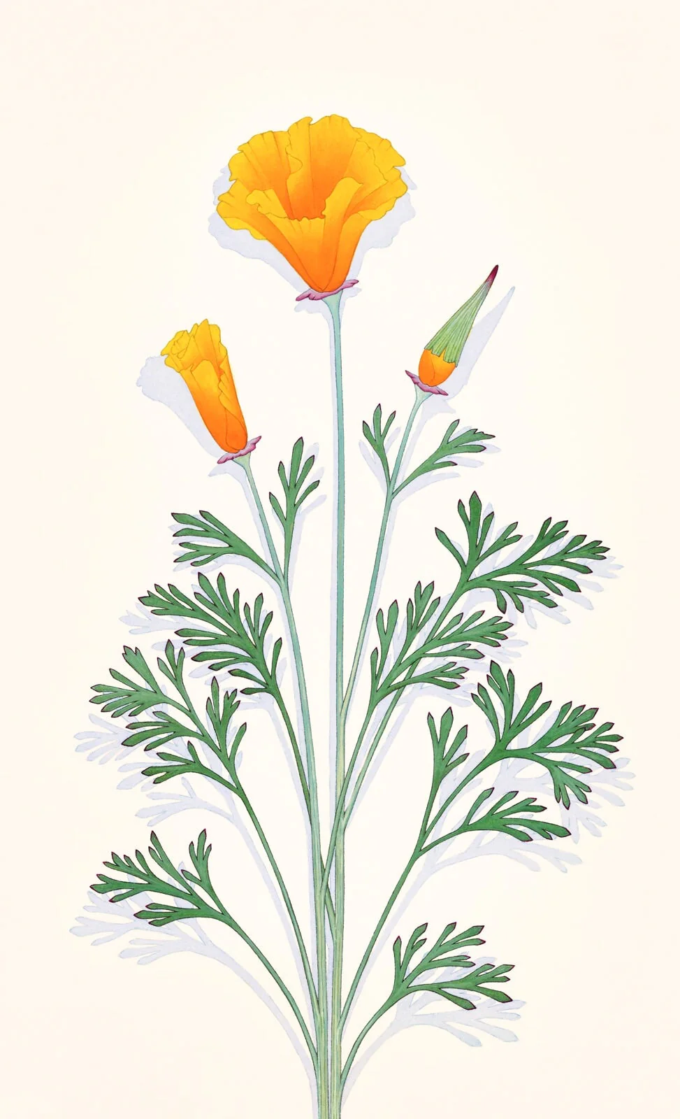 California Poppy - Image 2