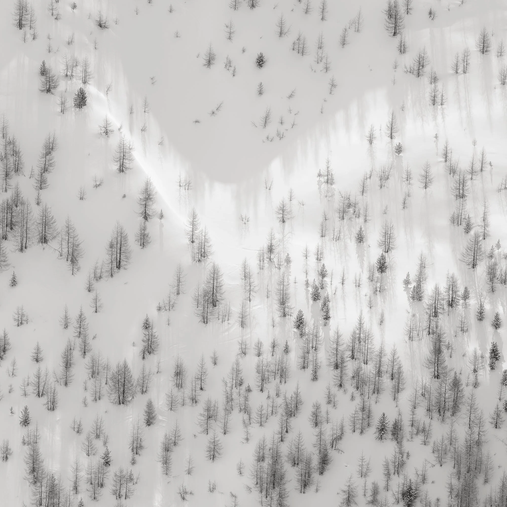 Cliffside Trees, Engadine Switzerland, 2020