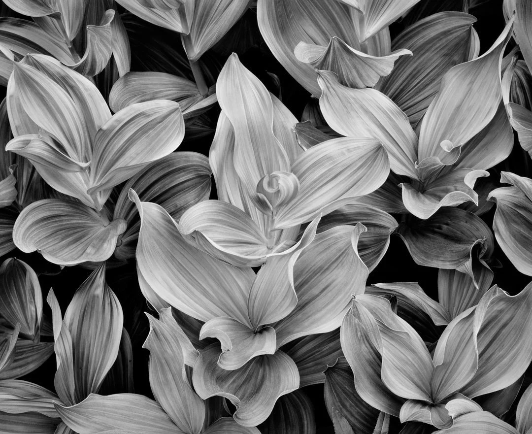 Corn Lilies, Dusk, Yosemite National Park, CA 2002