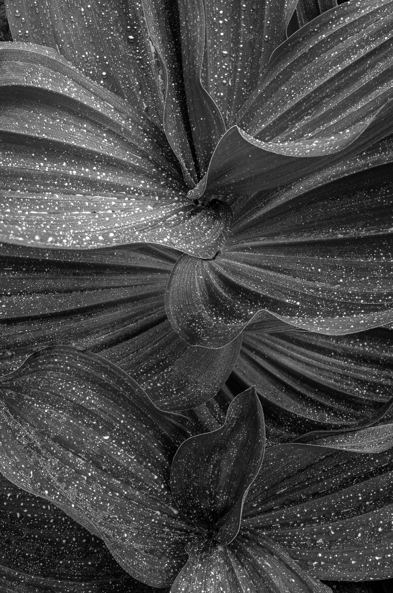 Corn Lily Leaves, Yosemite National Park, California  2013
