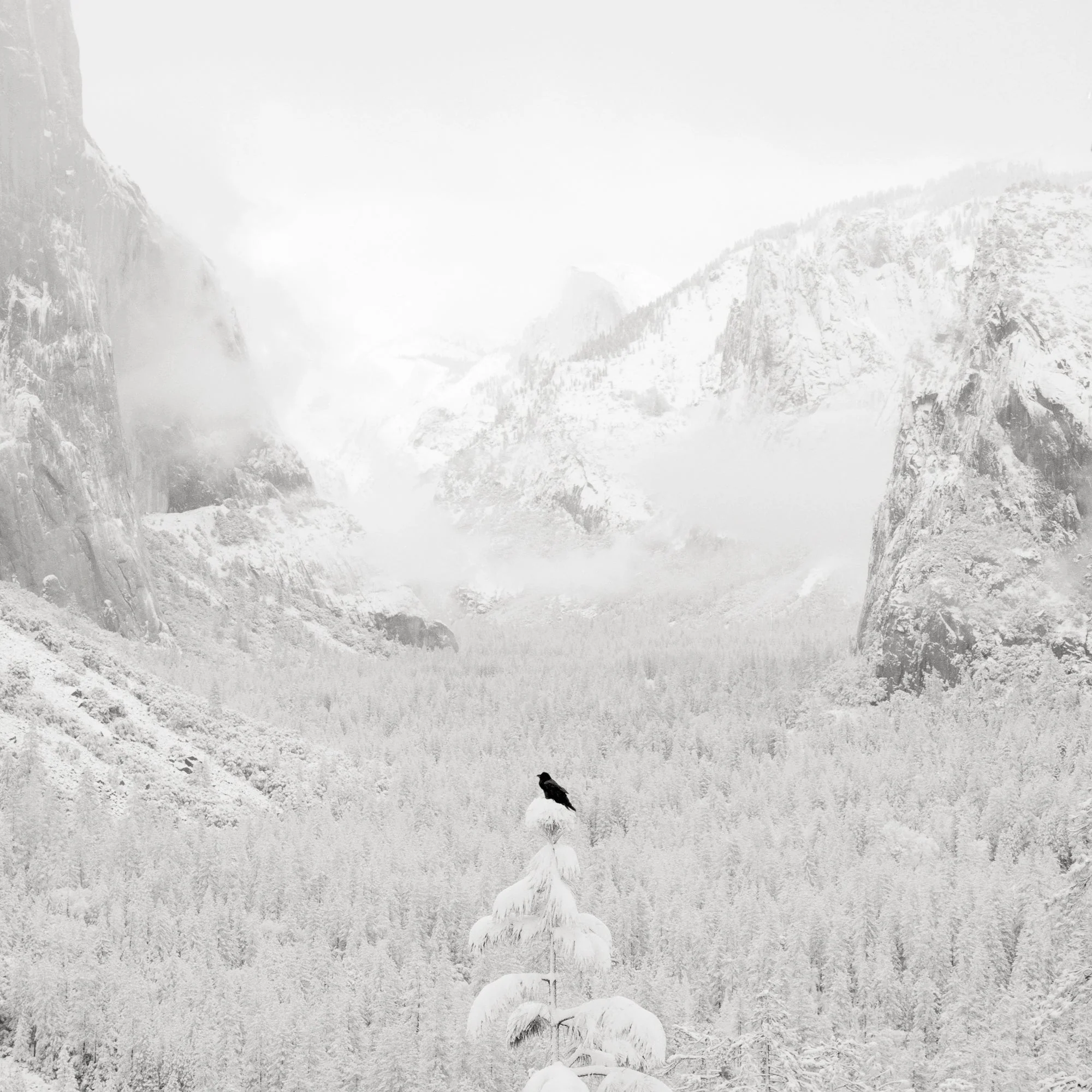 Crow and Valley View, Yosemite, 2005
