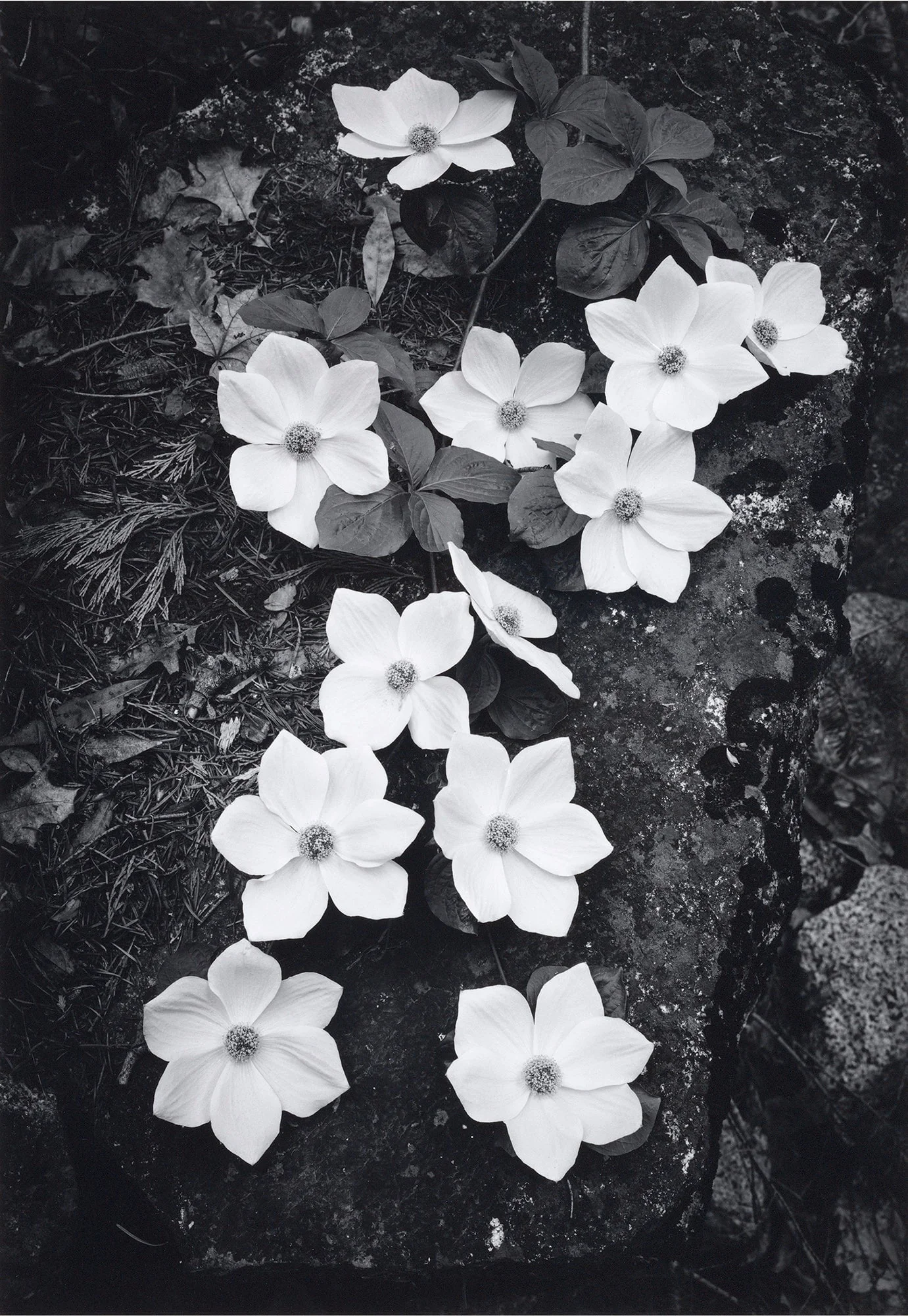 Dogwood Blossoms