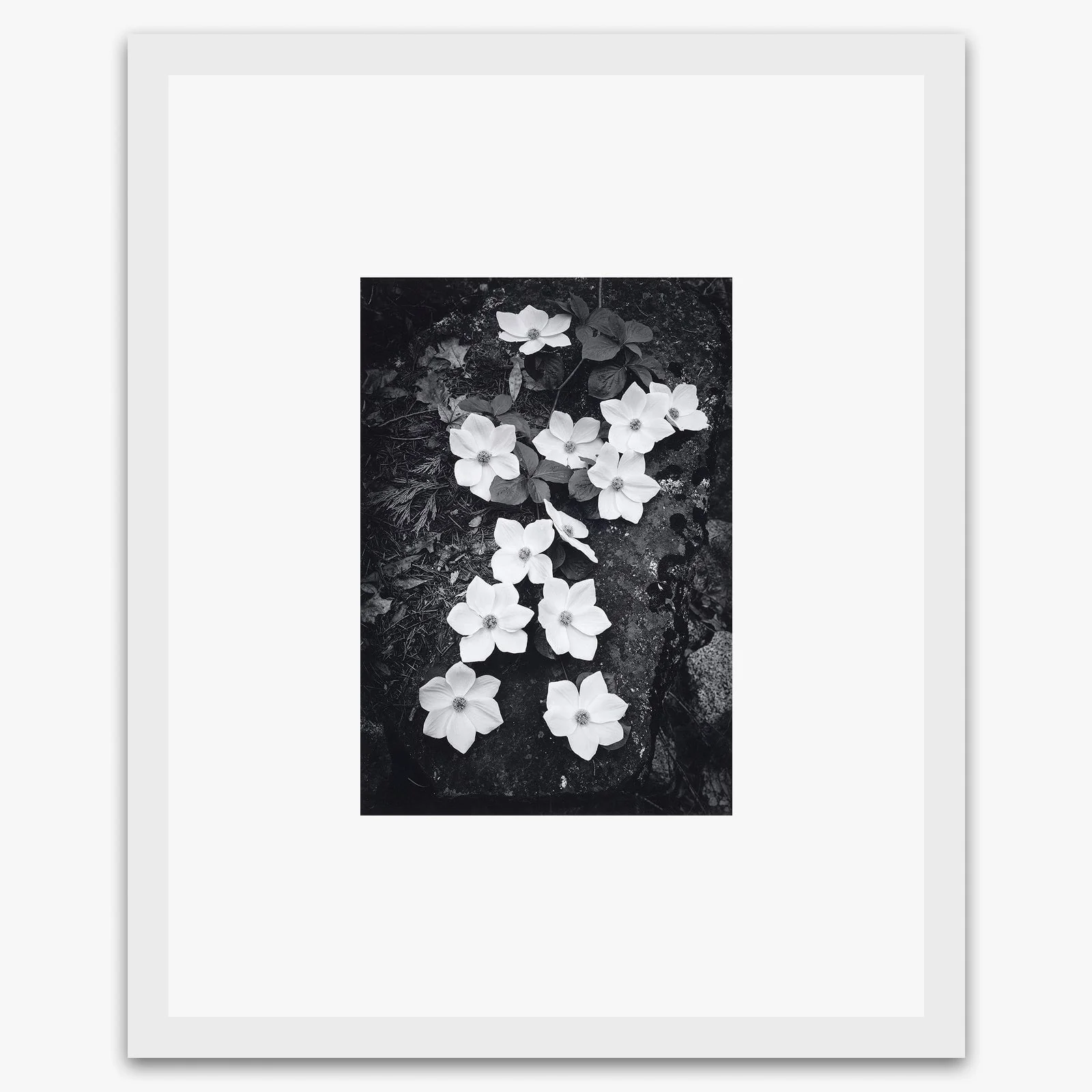 Dogwood Blossoms - Image 2