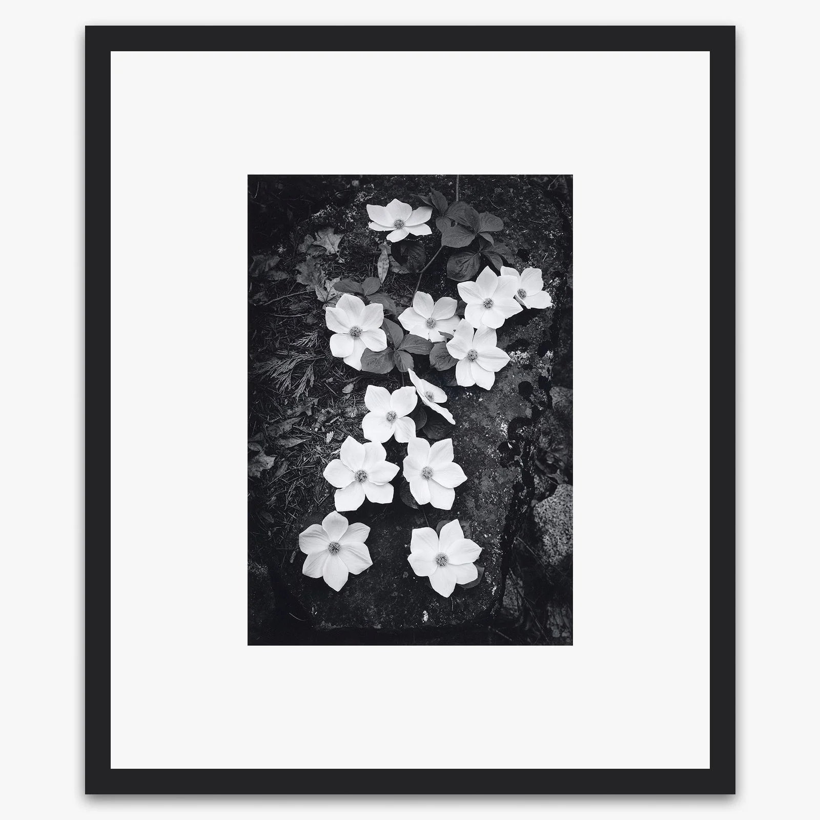 Dogwood Blossoms - Image 3