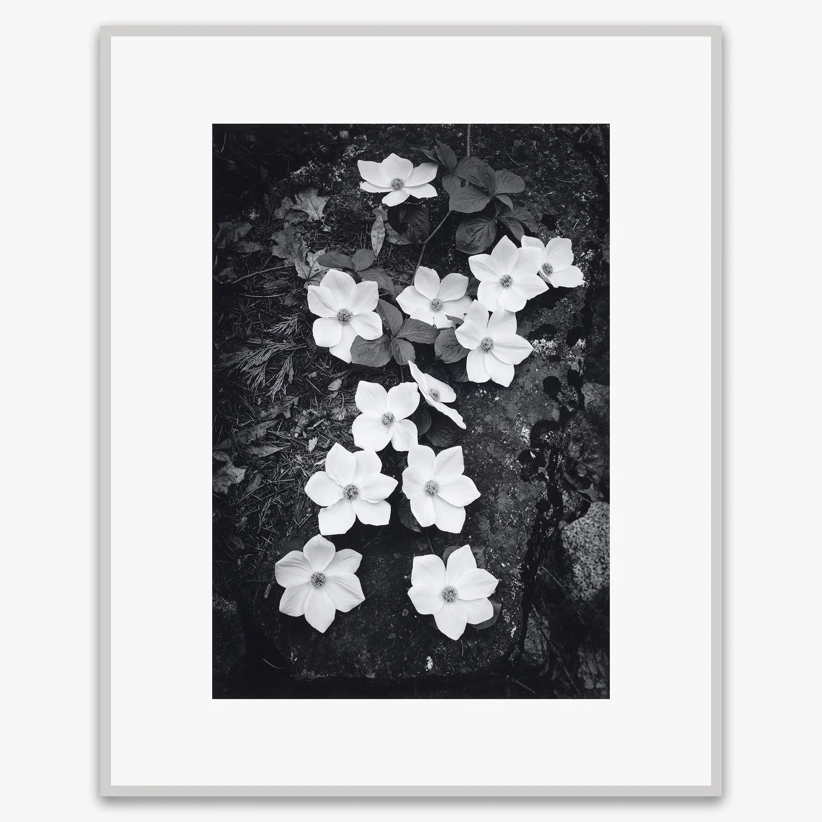 Dogwood Blossoms - Image 4