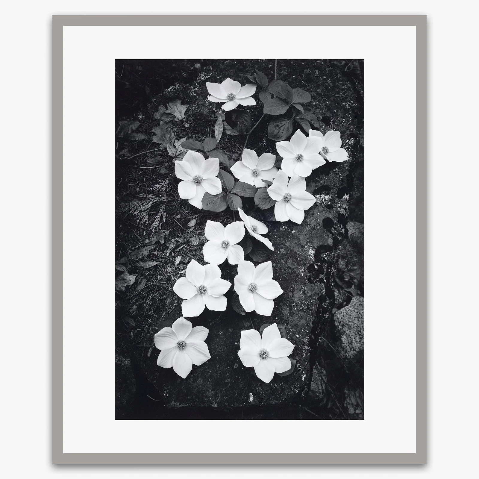 Dogwood Blossoms - Image 5