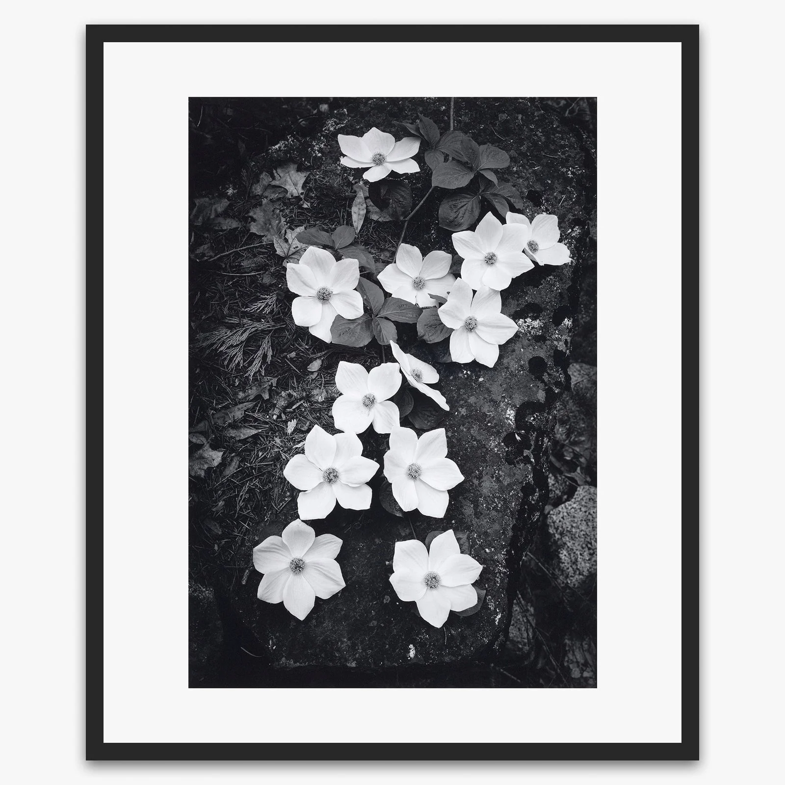 Dogwood Blossoms - Image 6