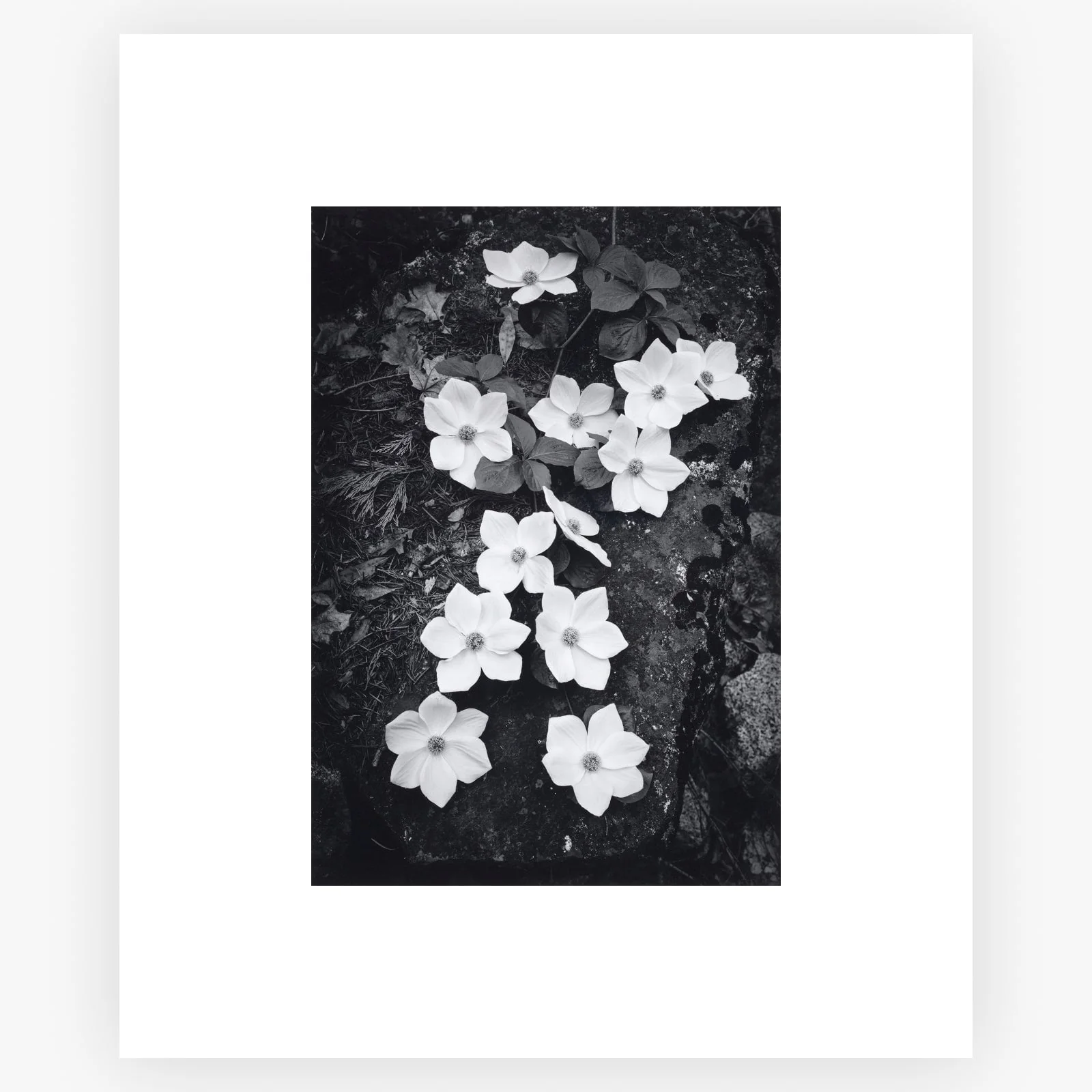 Dogwood Blossoms - Image 7