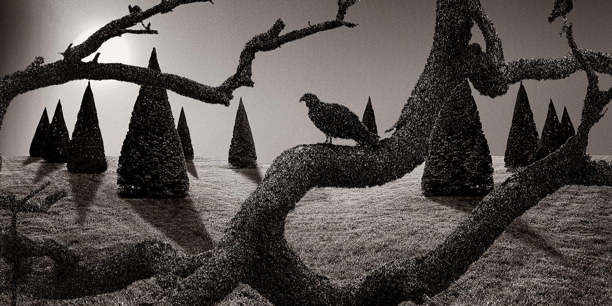 Speckled Vulture in Pine Forest