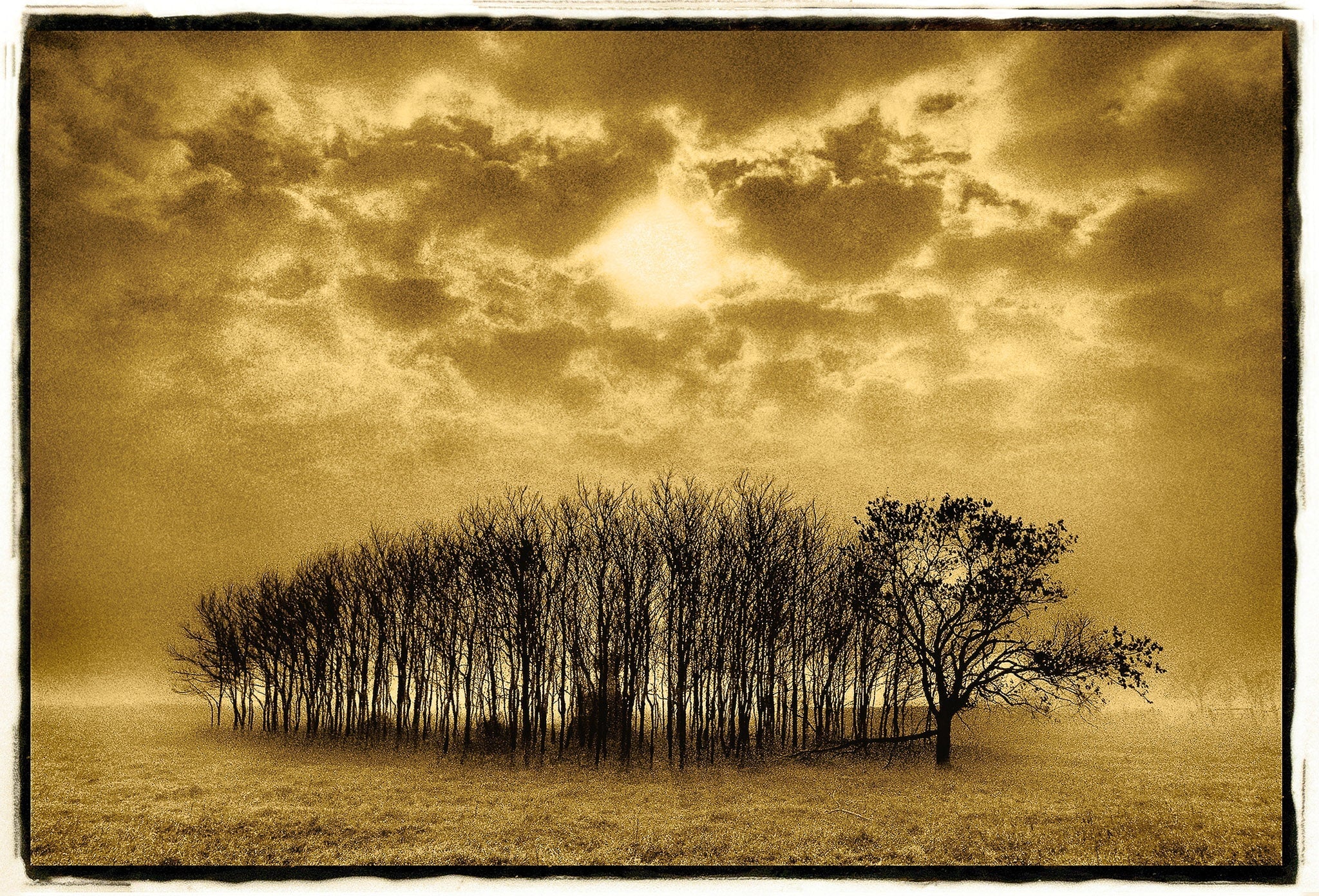 Stand of Trees, Texas