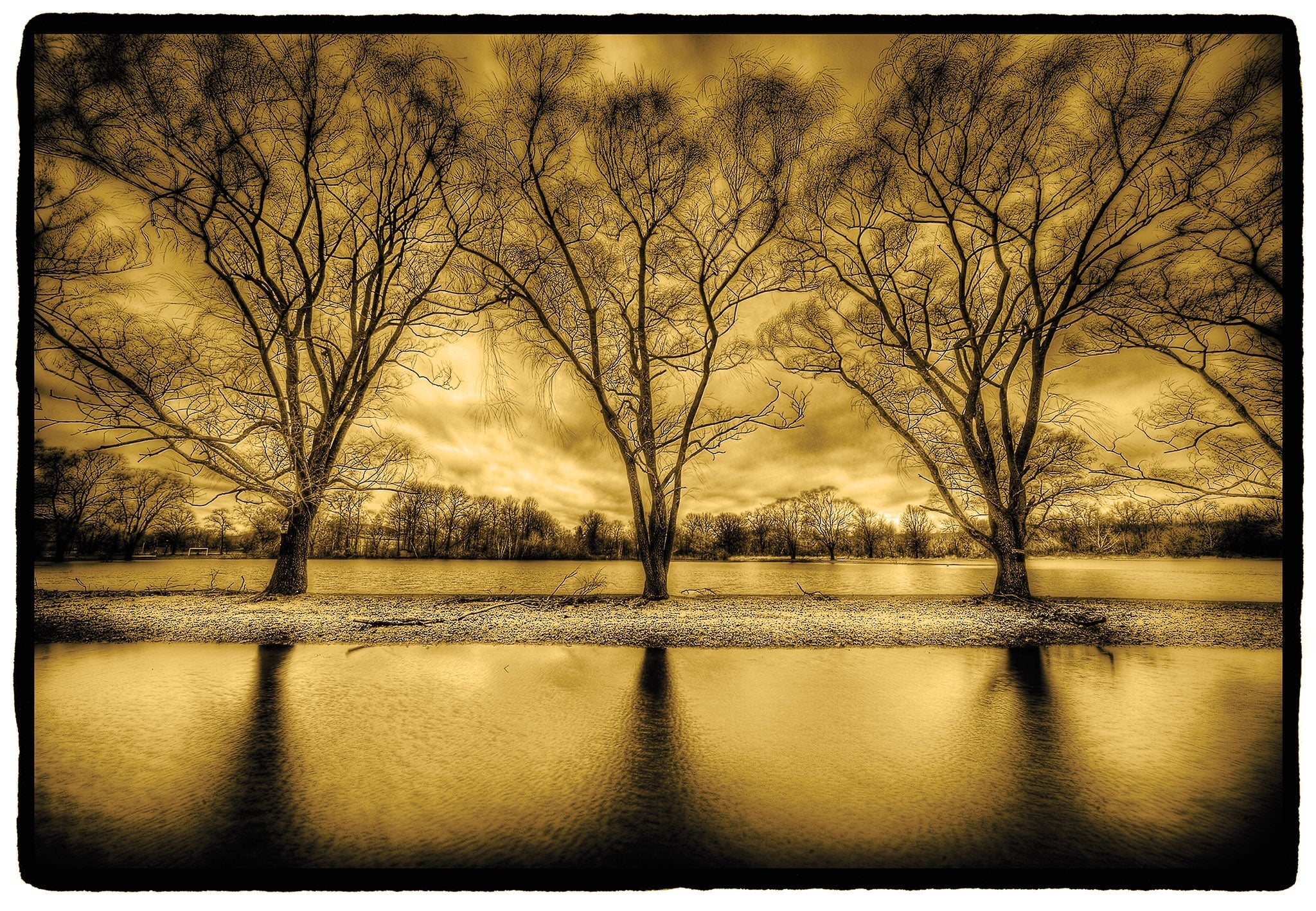 Three Trees near Water, New York State
