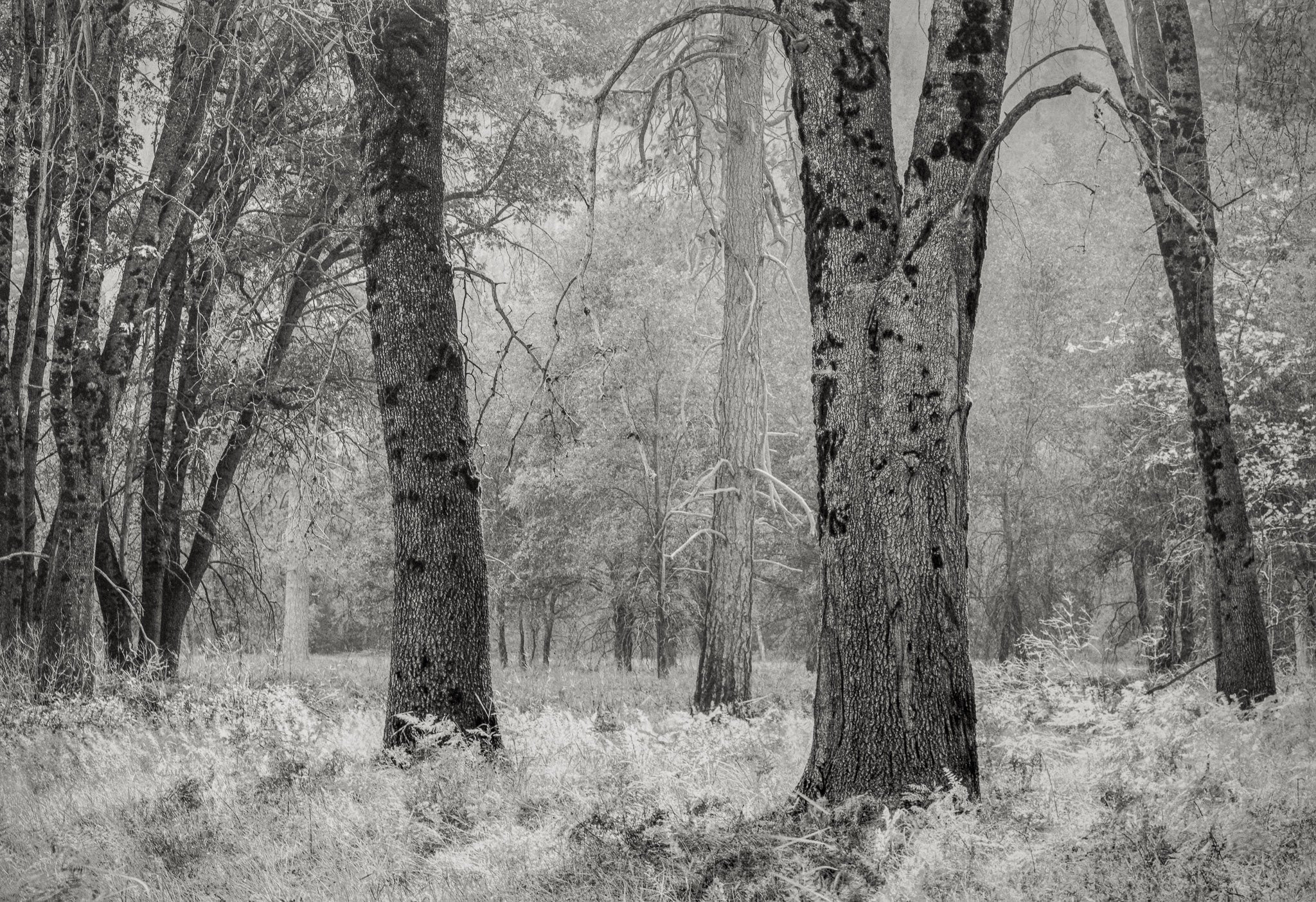 Trees and Grass, Yosemite