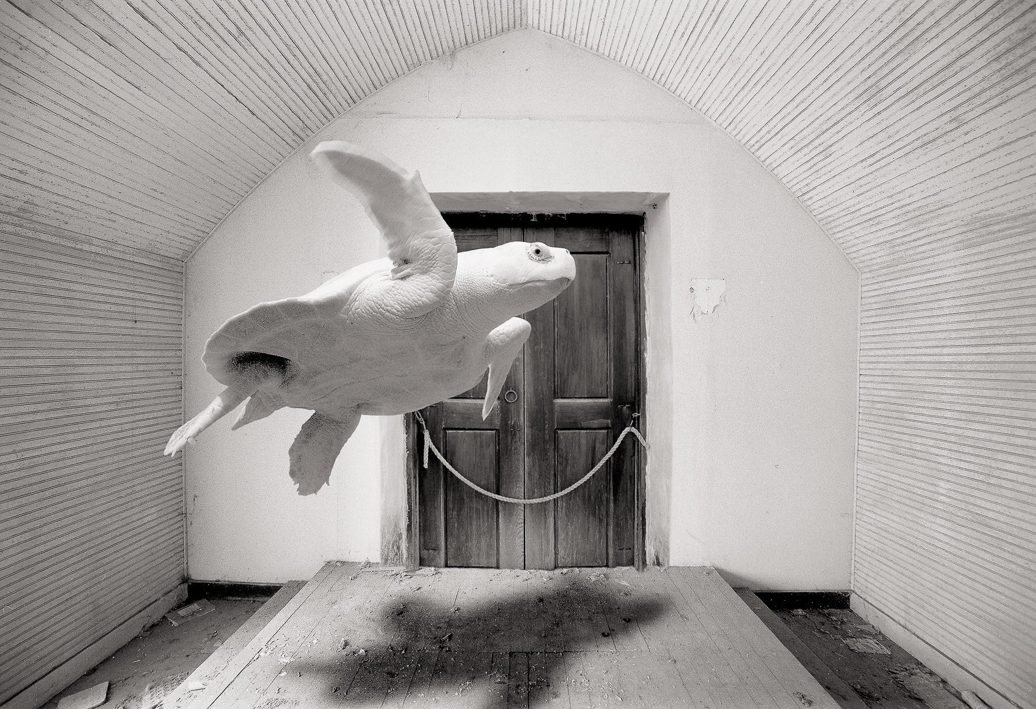 Turtle in Church, Alice, Texas