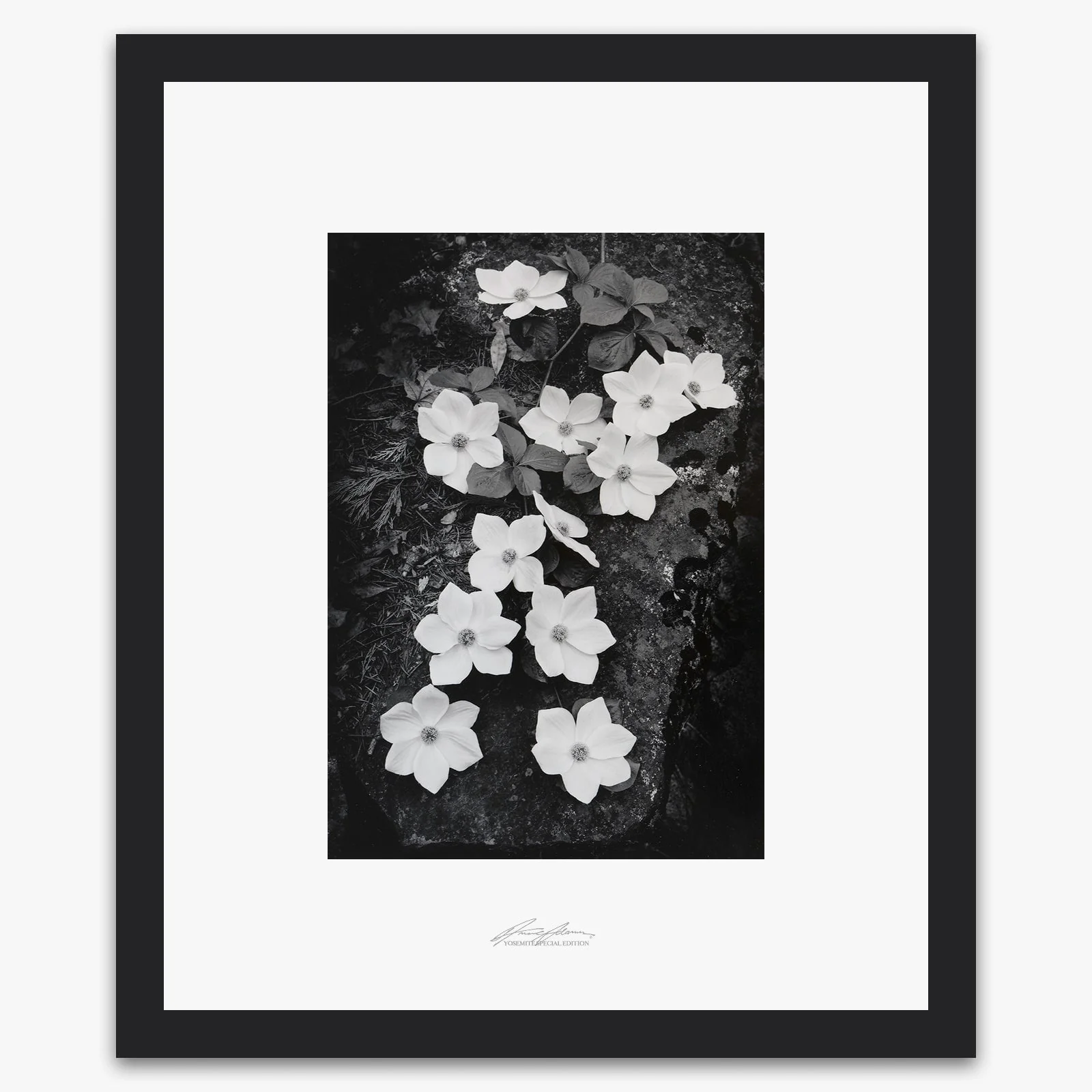 Dogwood Blossoms - Image 3