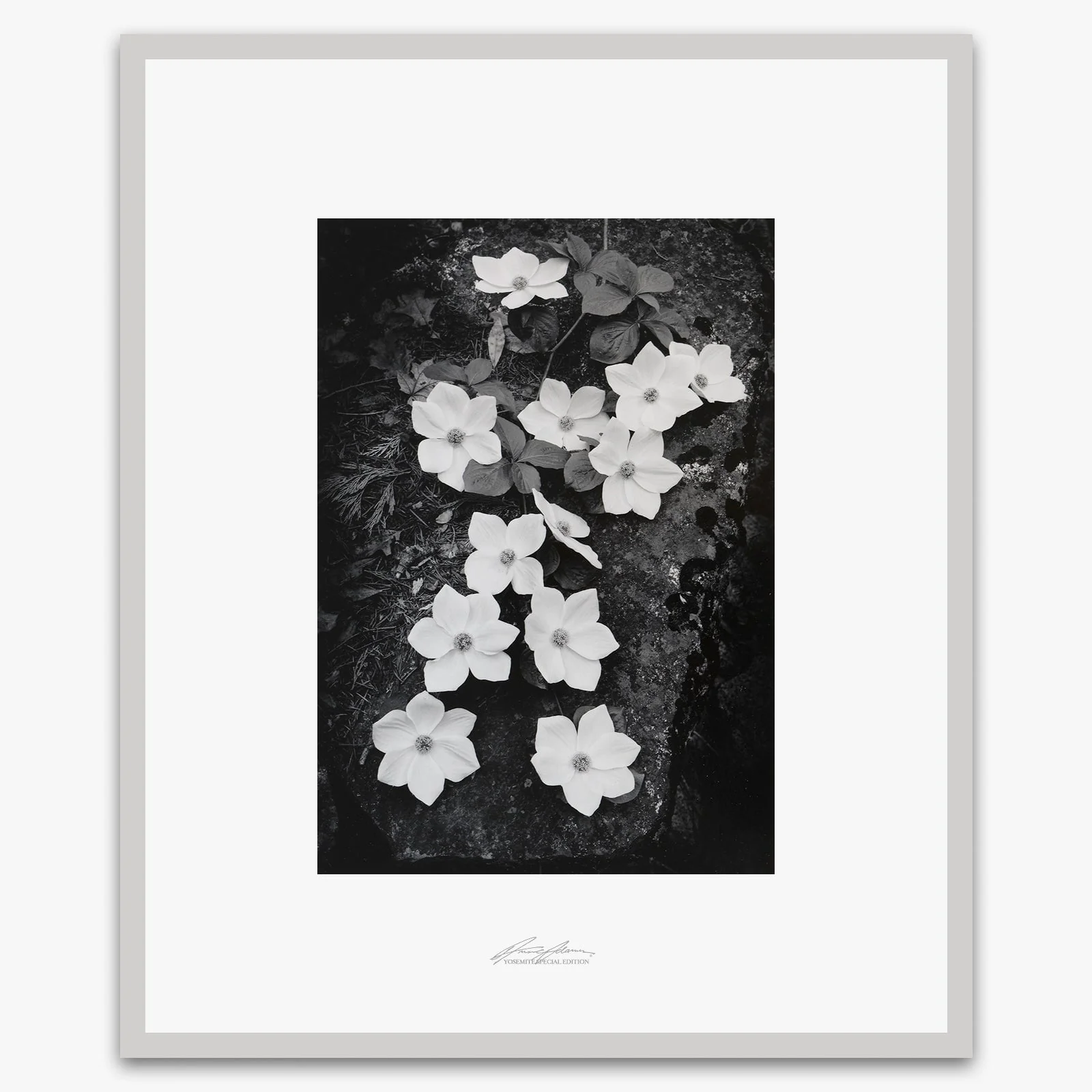 Dogwood Blossoms - Image 4