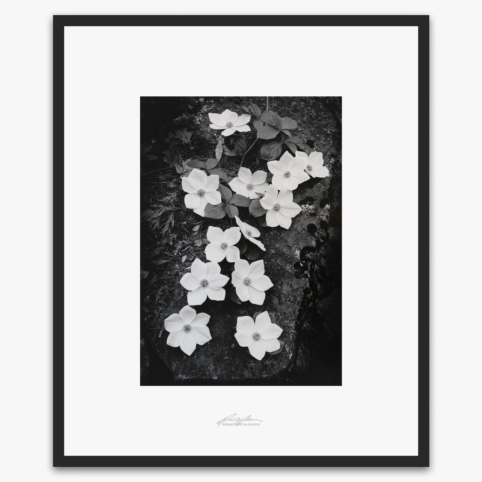 Dogwood Blossoms - Image 5