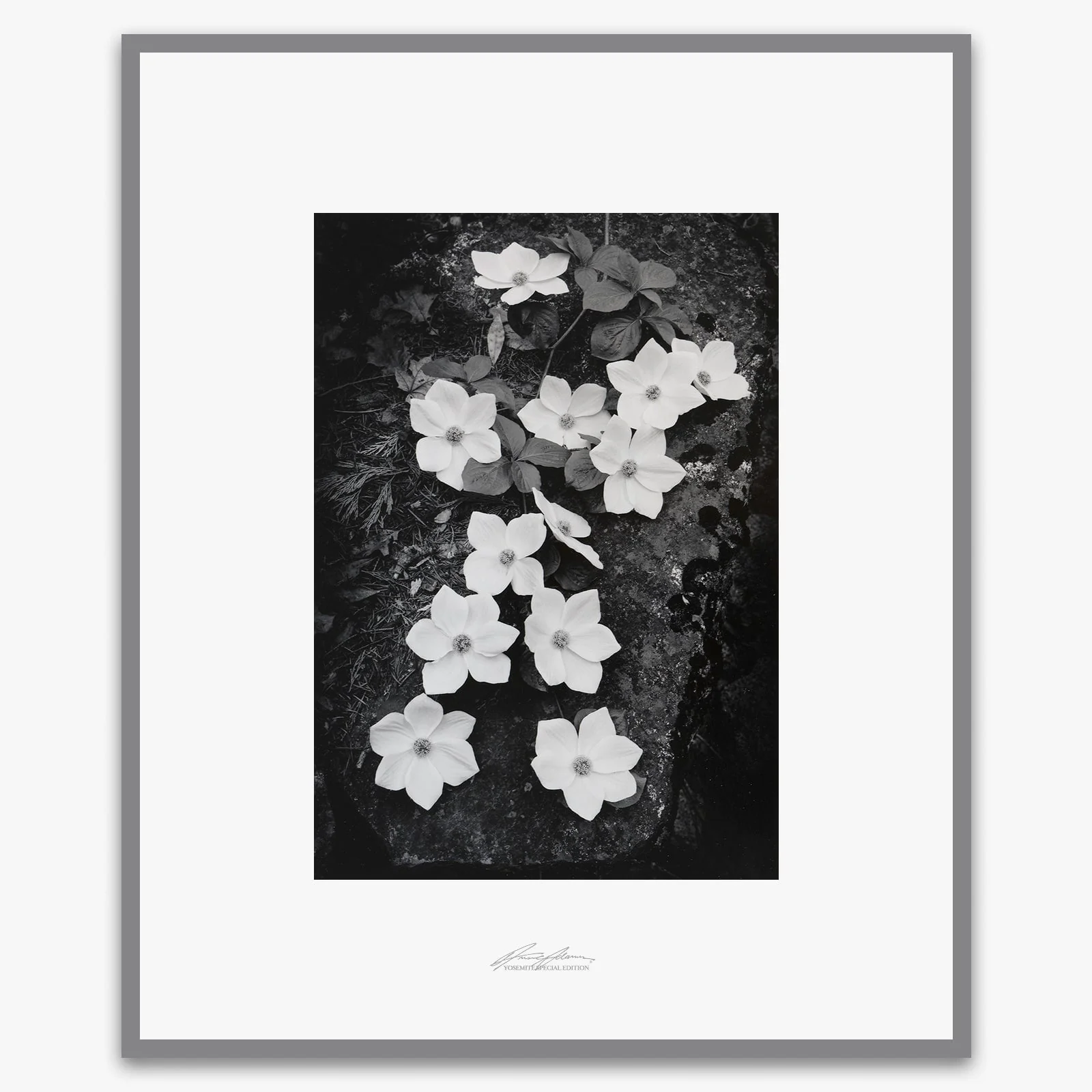 Dogwood Blossoms - Image 6