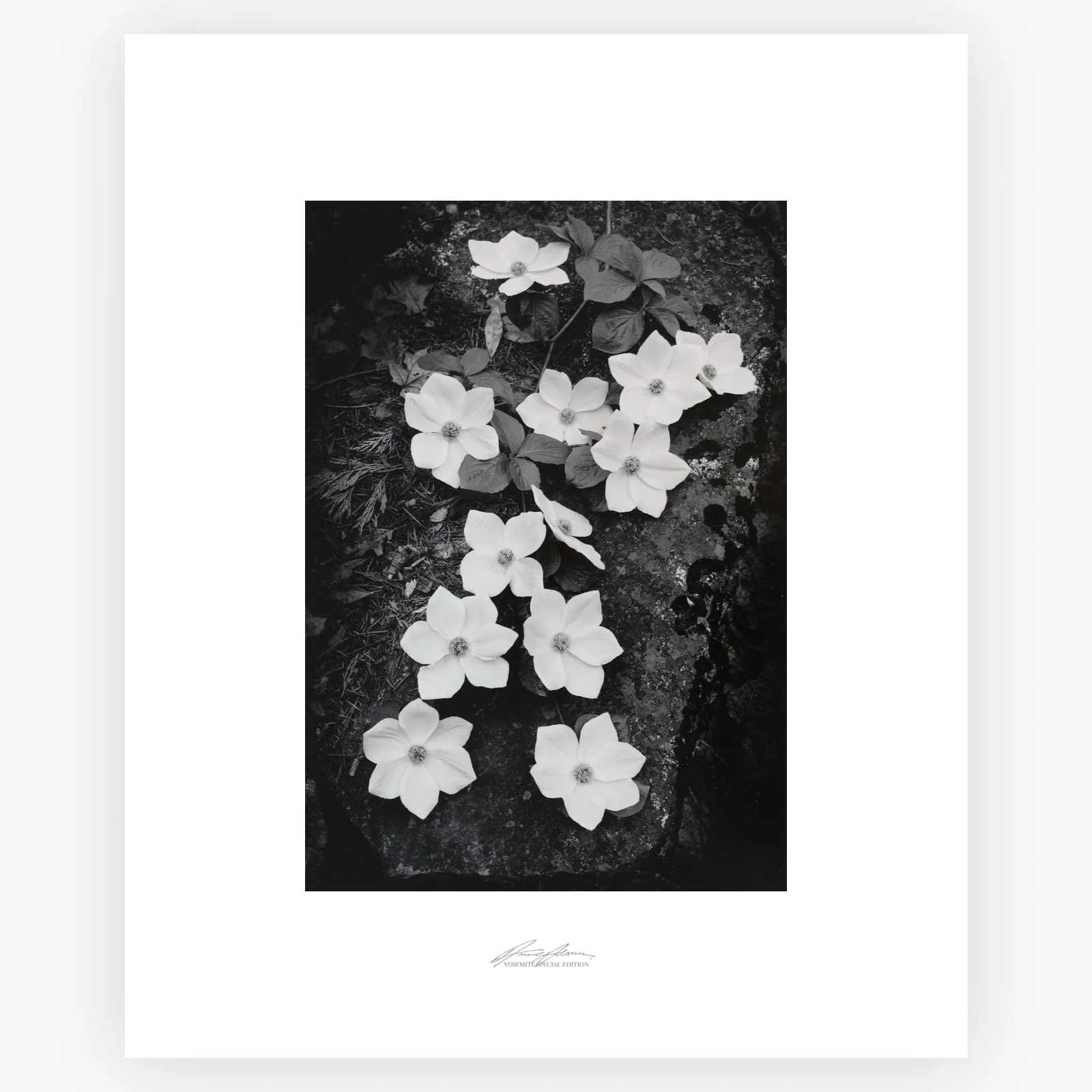 Dogwood Blossoms - Image 7