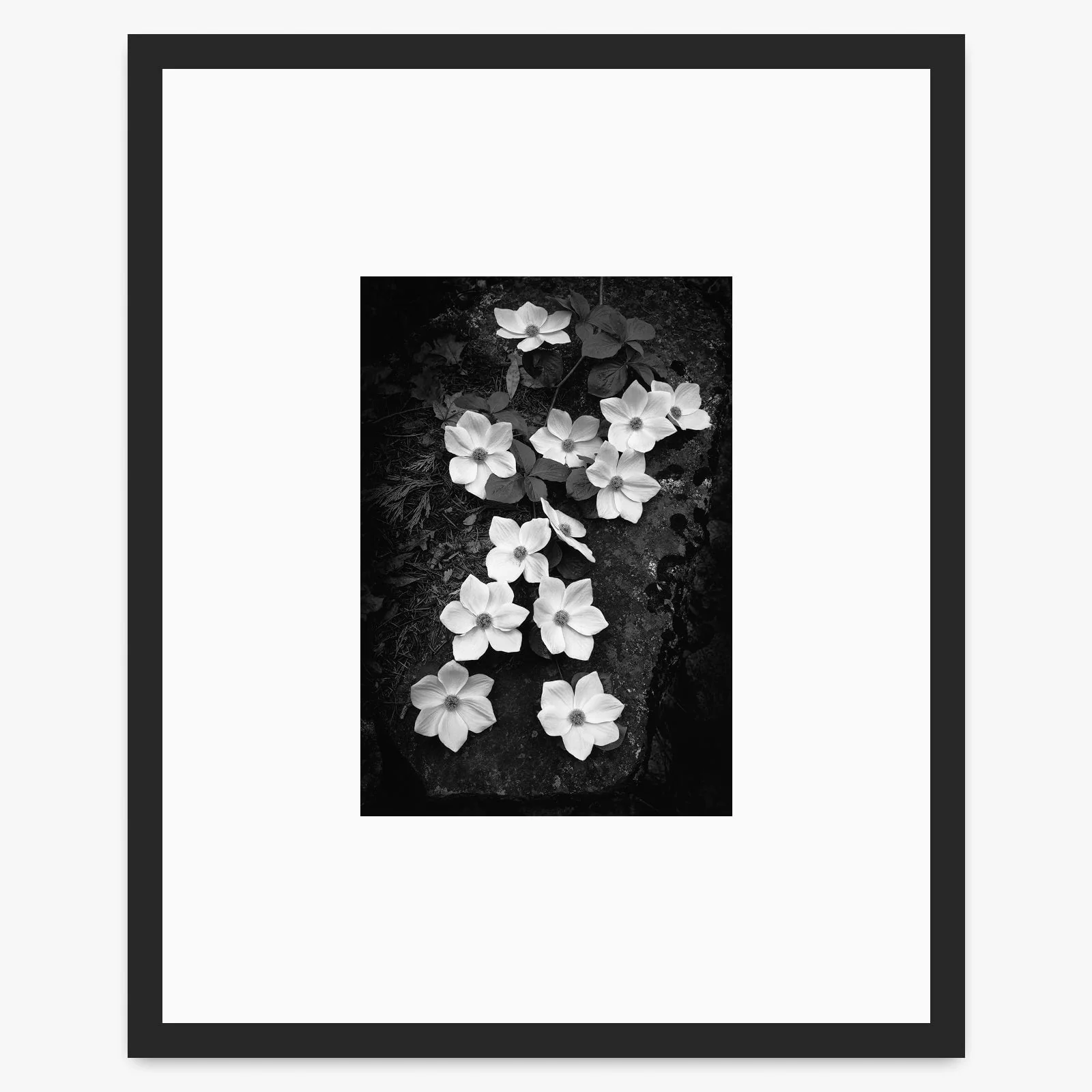 Dogwood Blossoms - Image 3
