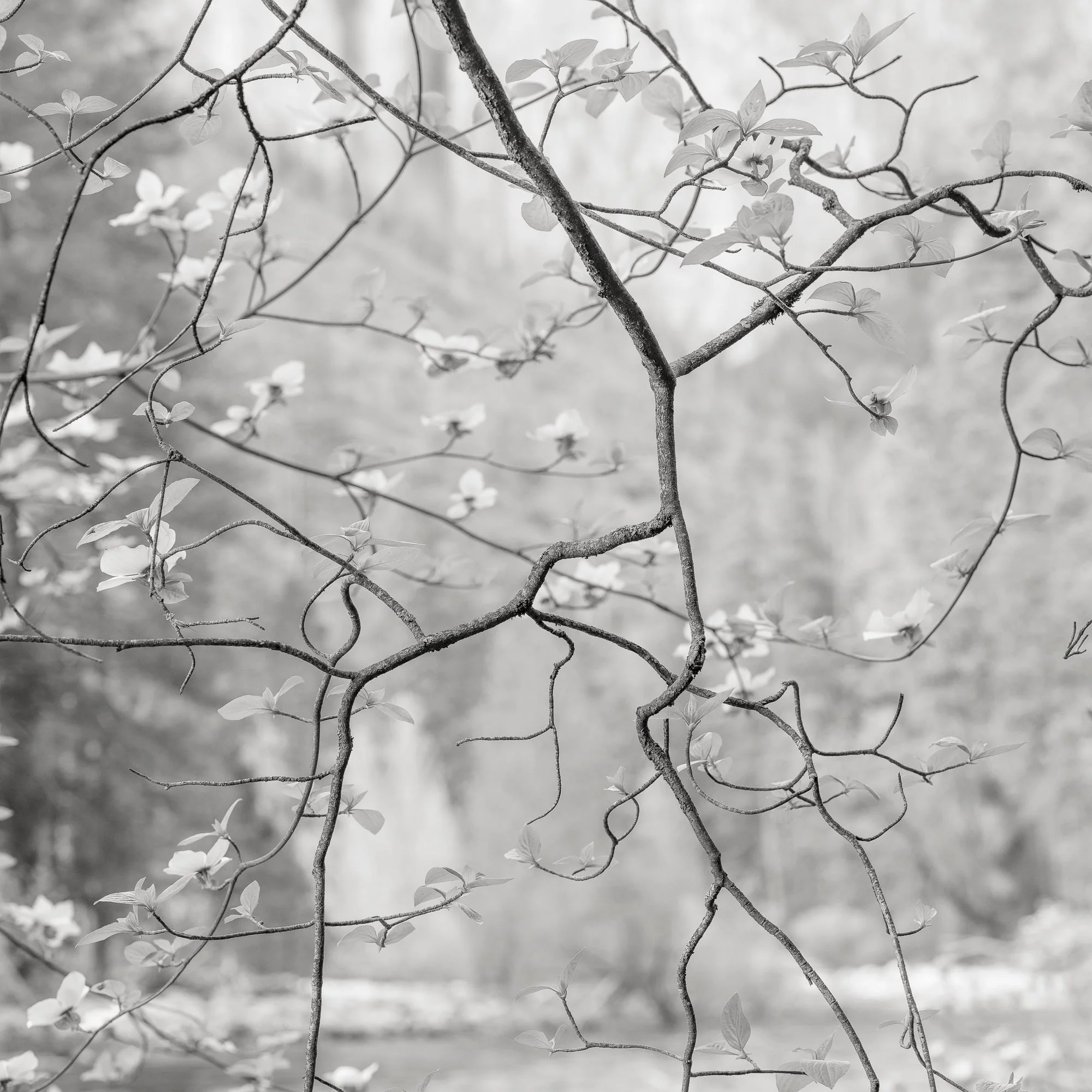 Dogwood Blossoms, Yosemite, California, 2019