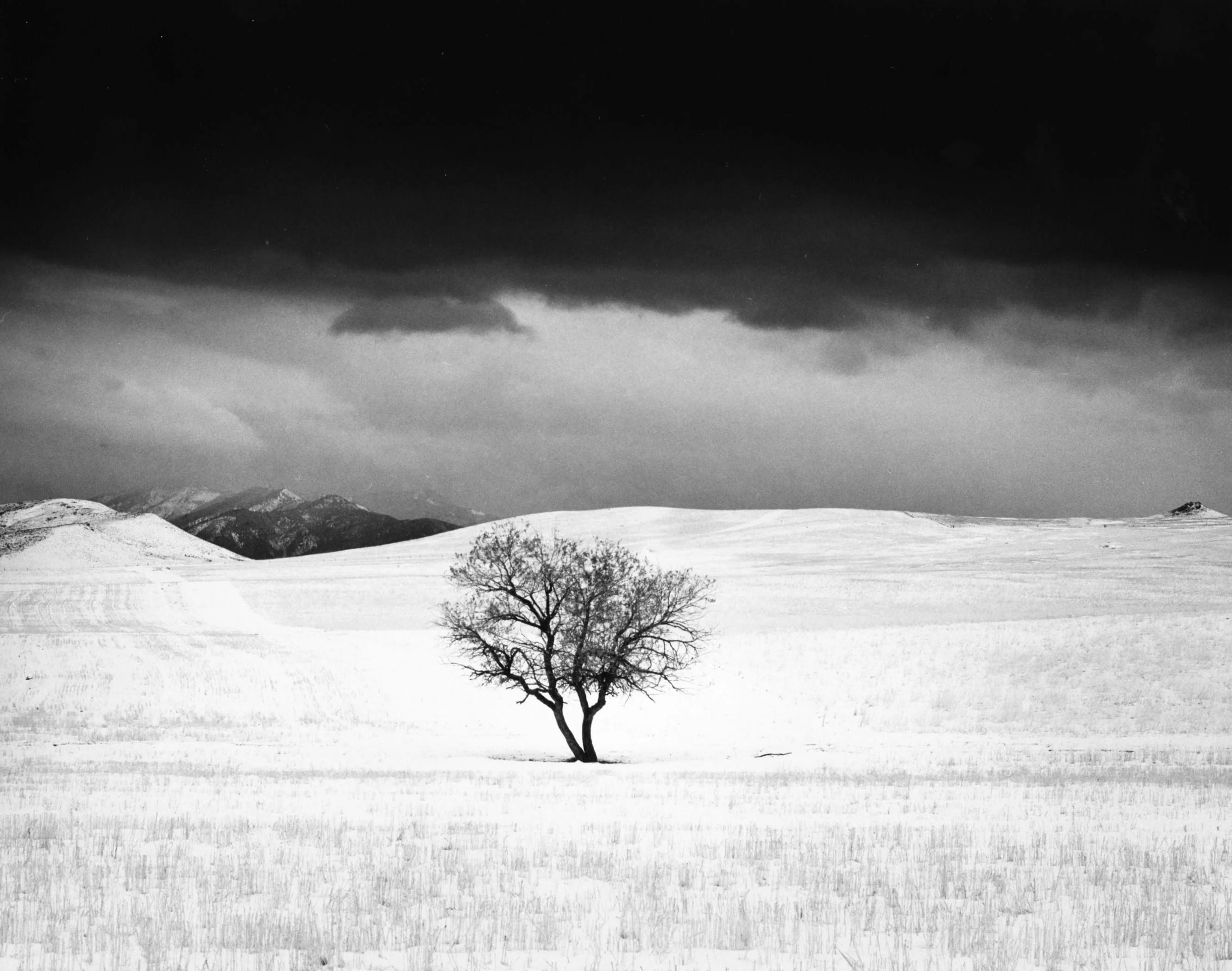 Dream of a Tree