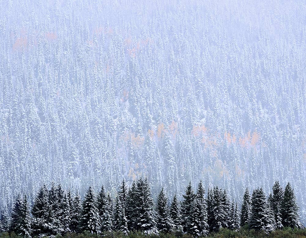 Evergreen and Aspen, Autumn Snow near Telluride