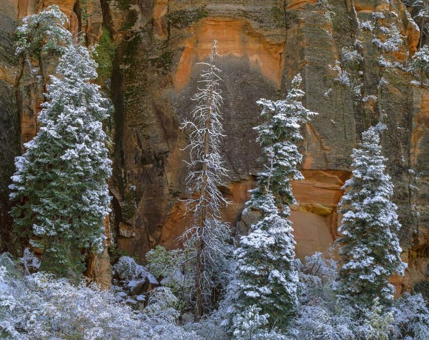 First Snow, Trees, Zion