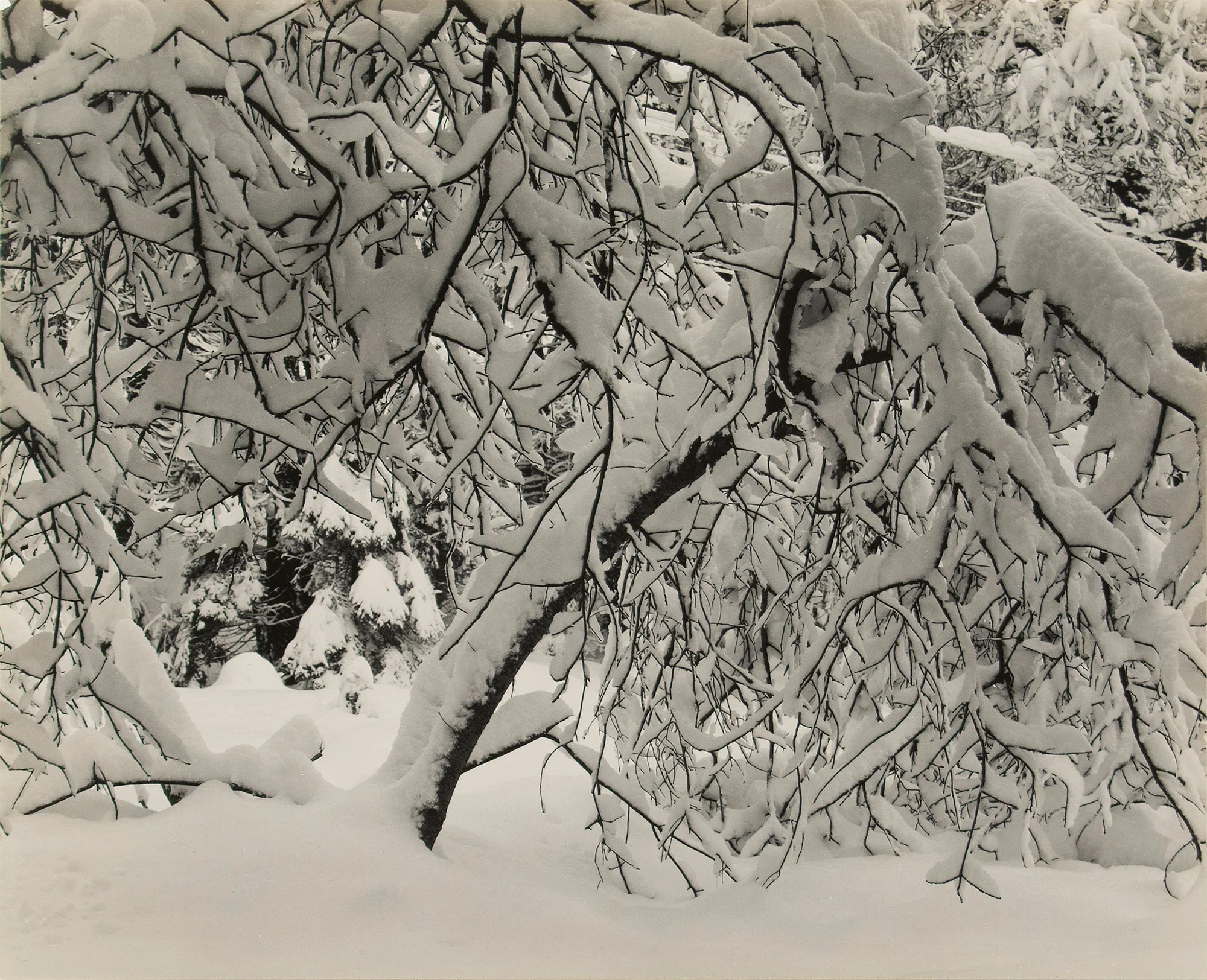 Forest Detail, Winter, Yosemite Valley