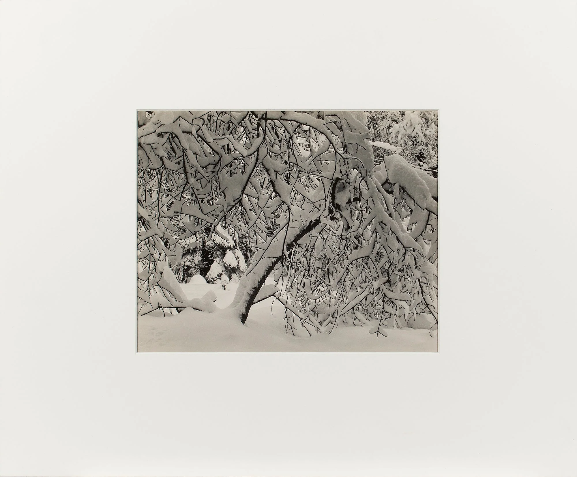 Forest Detail, Winter, Yosemite Valley - Image 2