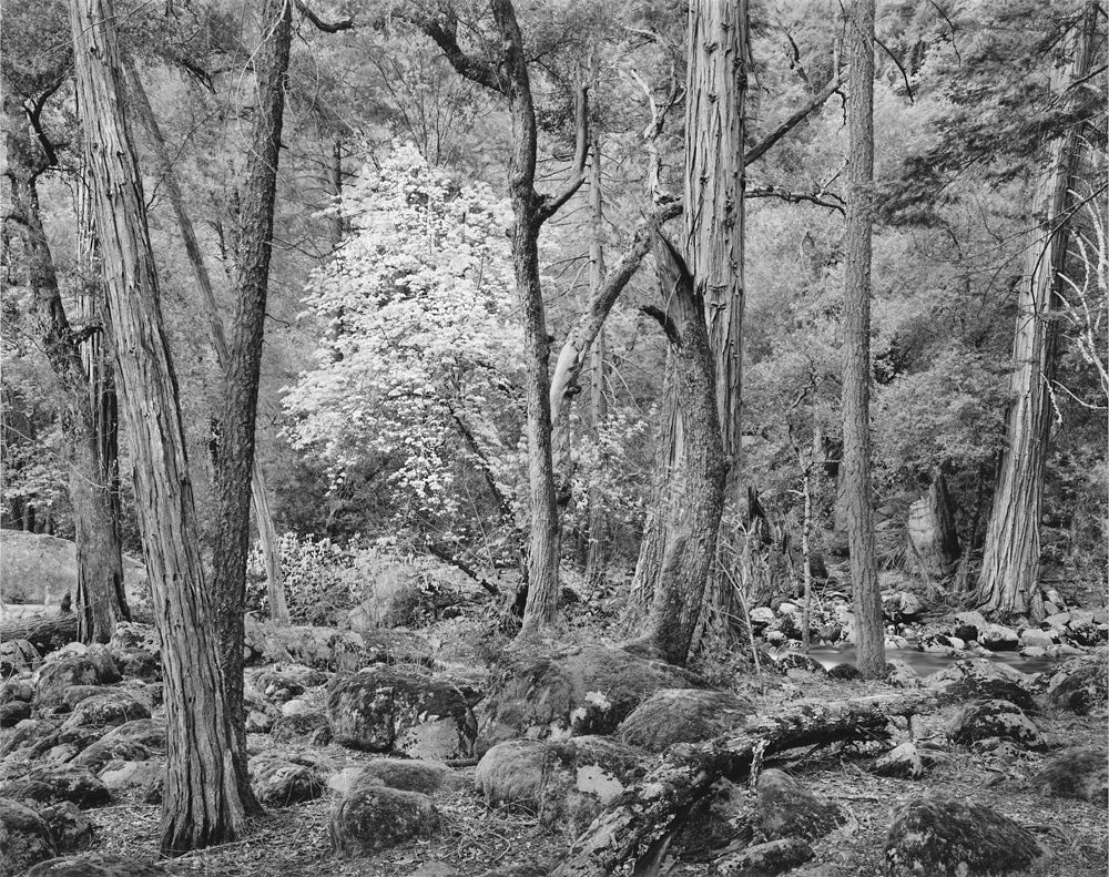 Forest in Spring, Happy Isles, Yosemite Valley, CA 1989