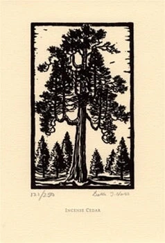 Incense Cedar