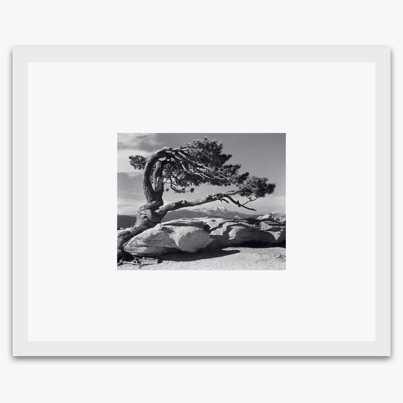 Jeffrey Pine - Image 2