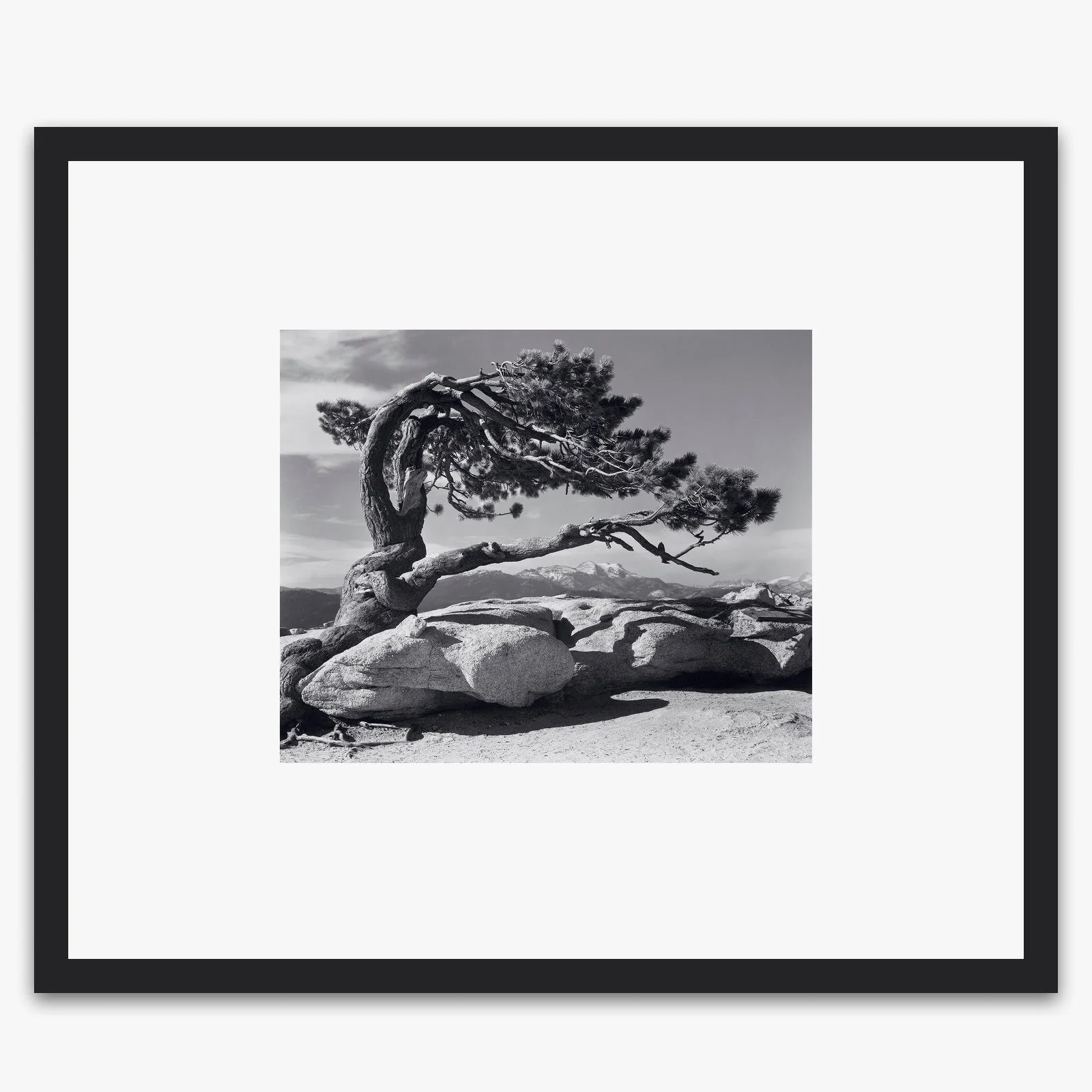 Jeffrey Pine - Image 3