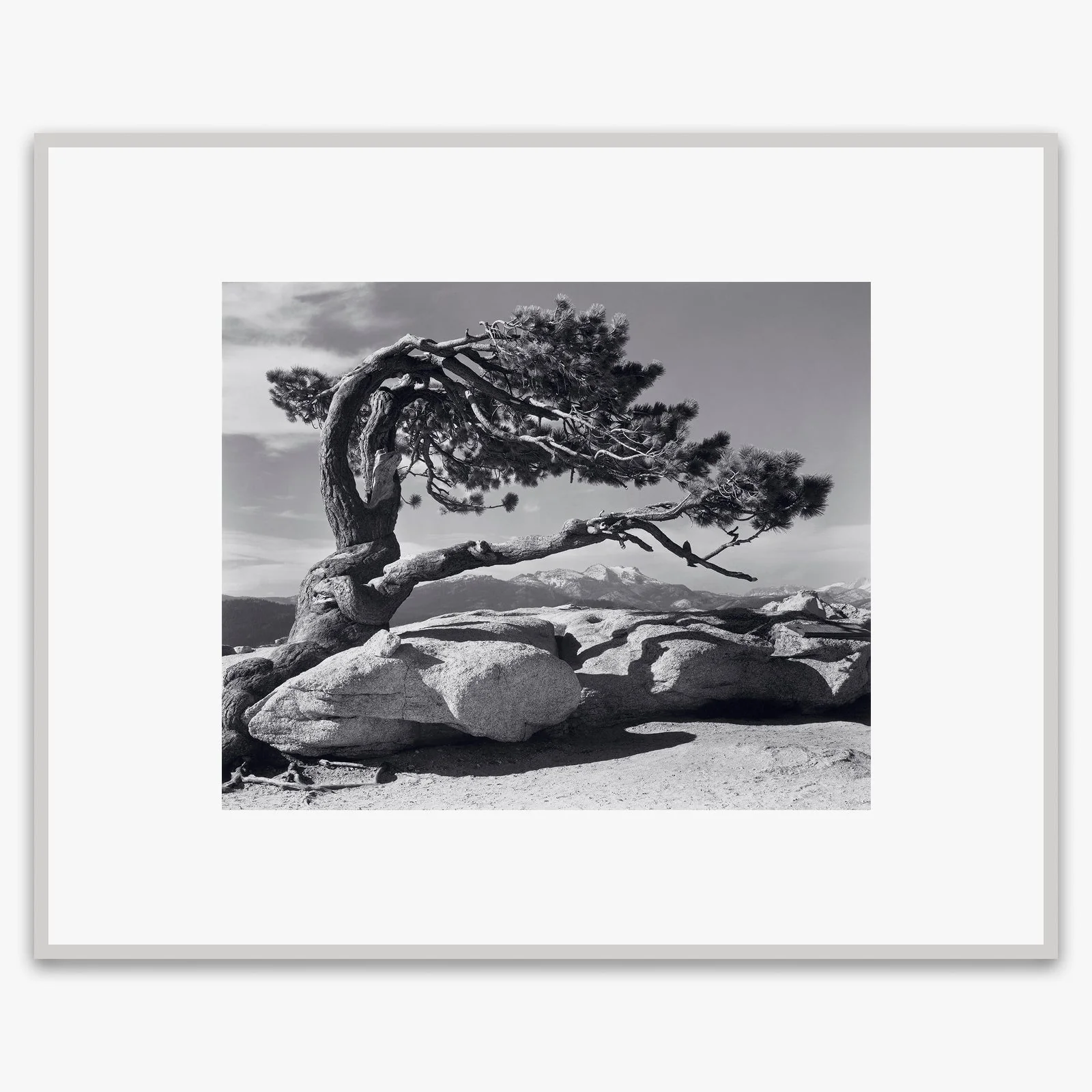 Jeffrey Pine - Image 4