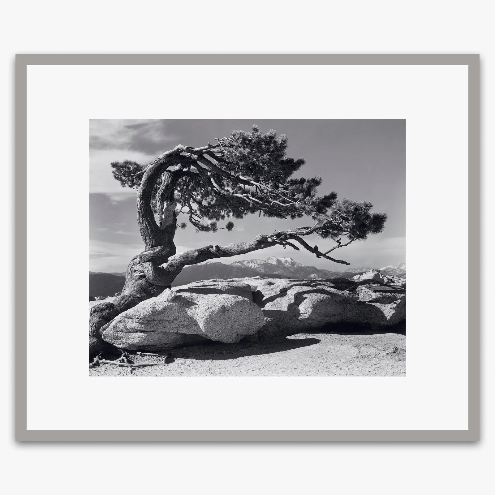 Jeffrey Pine - Image 5