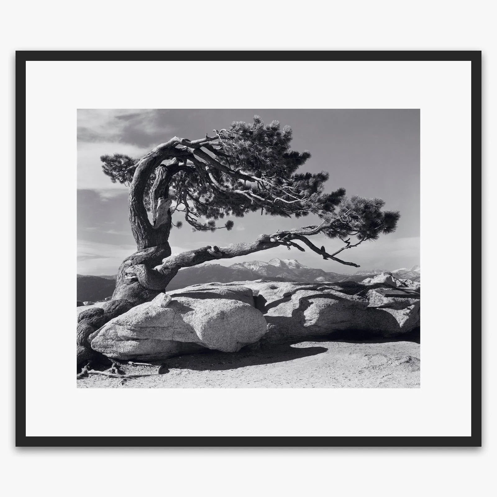 Jeffrey Pine - Image 6
