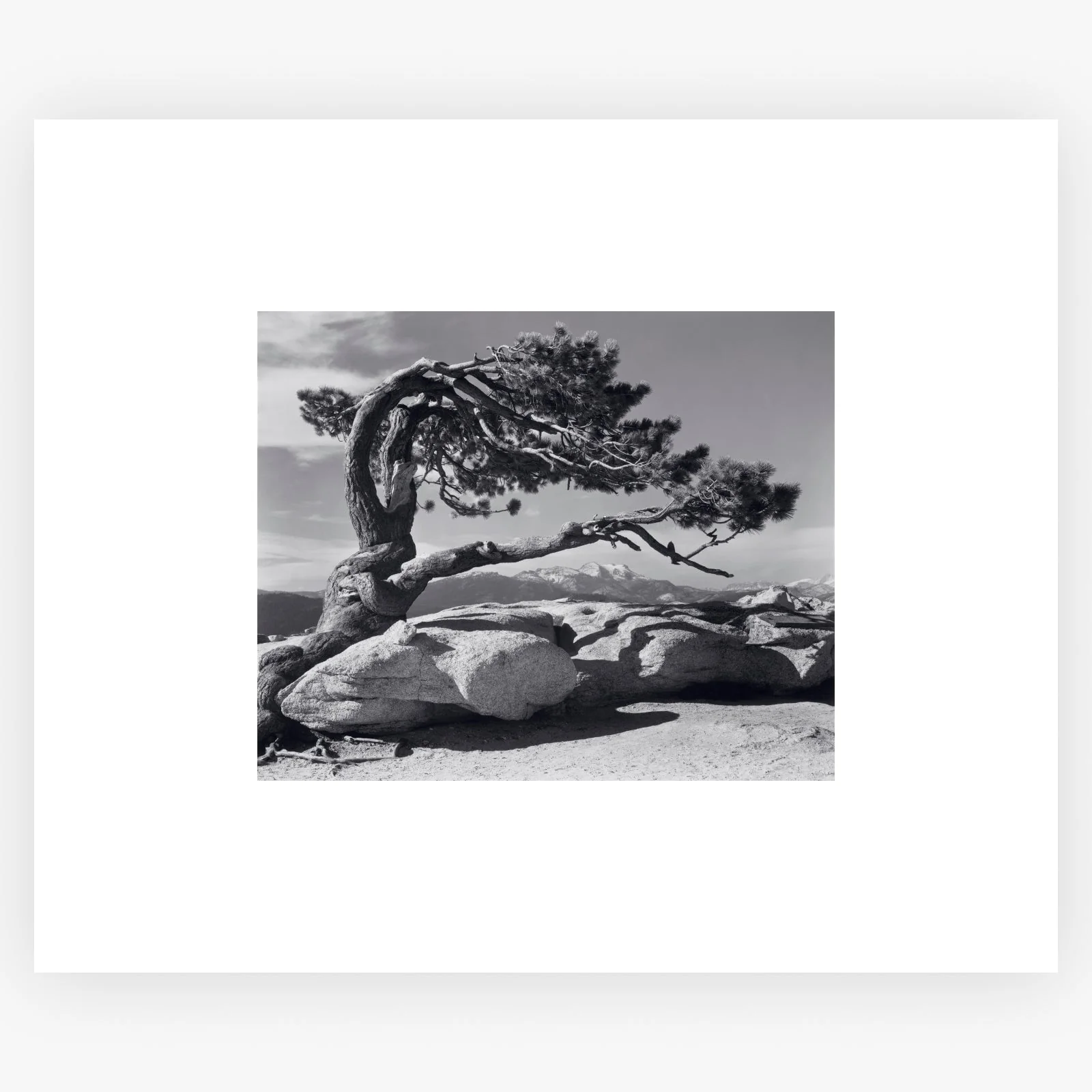 Jeffrey Pine - Image 7